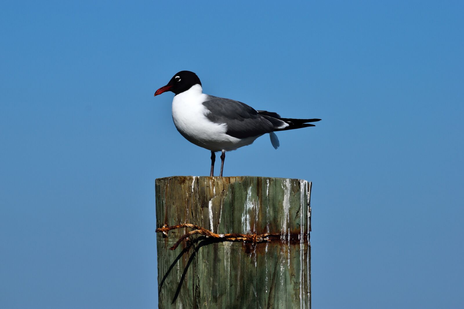 Nikon D3300 sample photo. Laughing gull, bird, wildlife photography