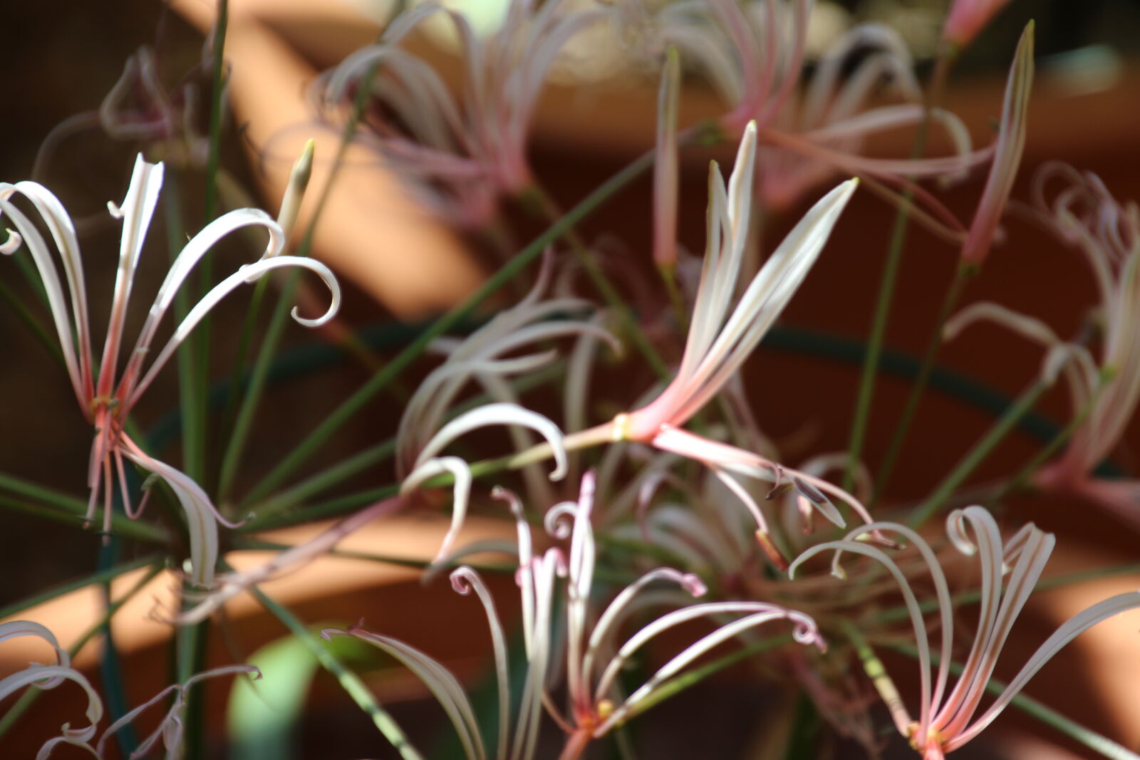 Canon EOS 7D Mark II sample photo. Flowers, garden, pink, flowers photography
