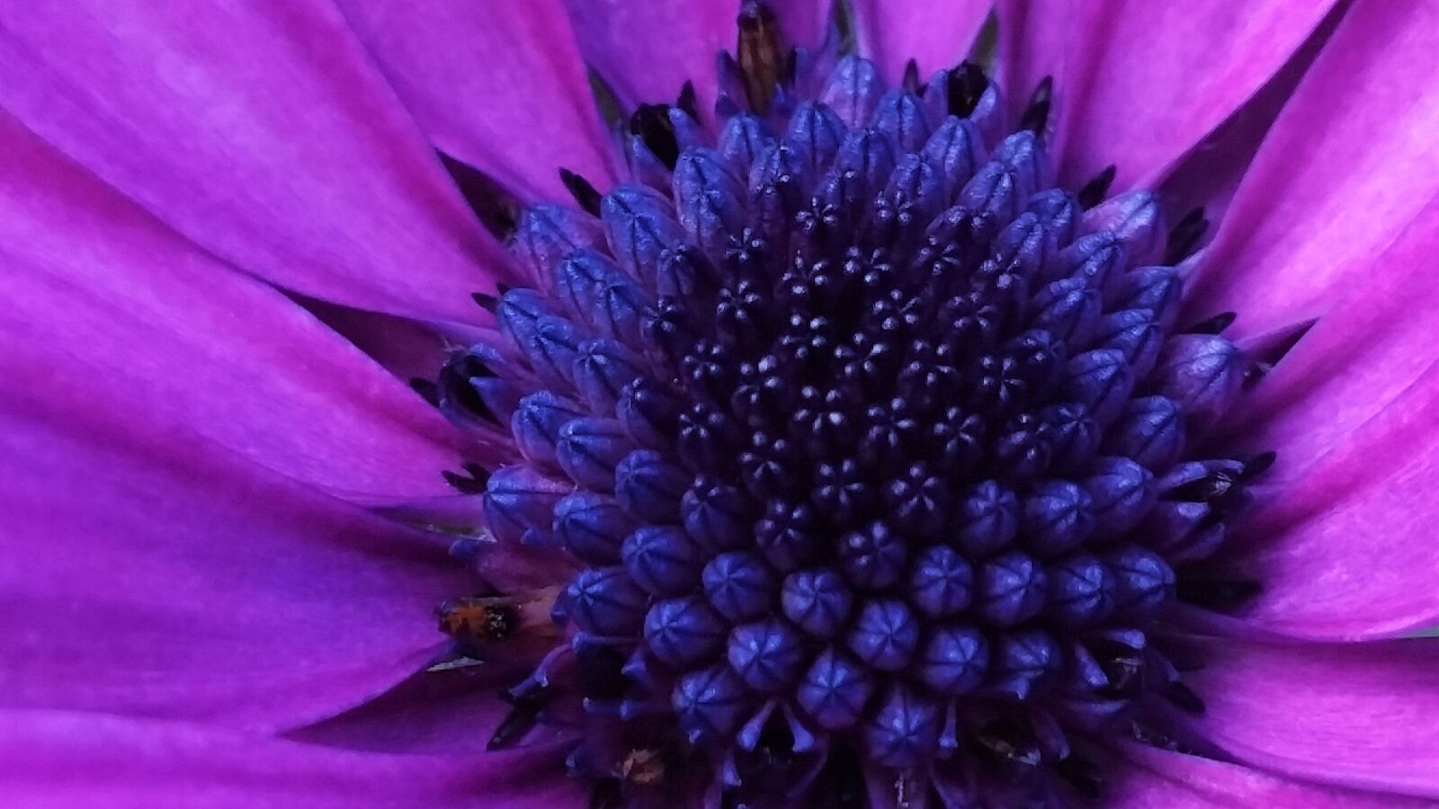 Samsung Galaxy S5 sample photo. Blue, flower, macro, pink photography