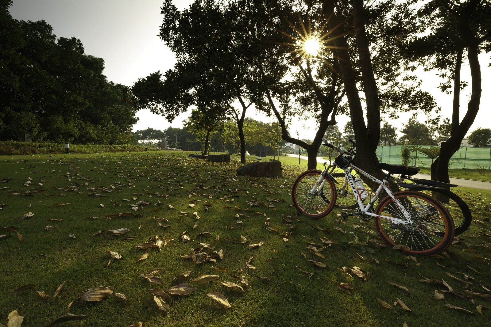 Canon EF 16-35mm F4L IS USM sample photo. M athu, yellow leaves photography