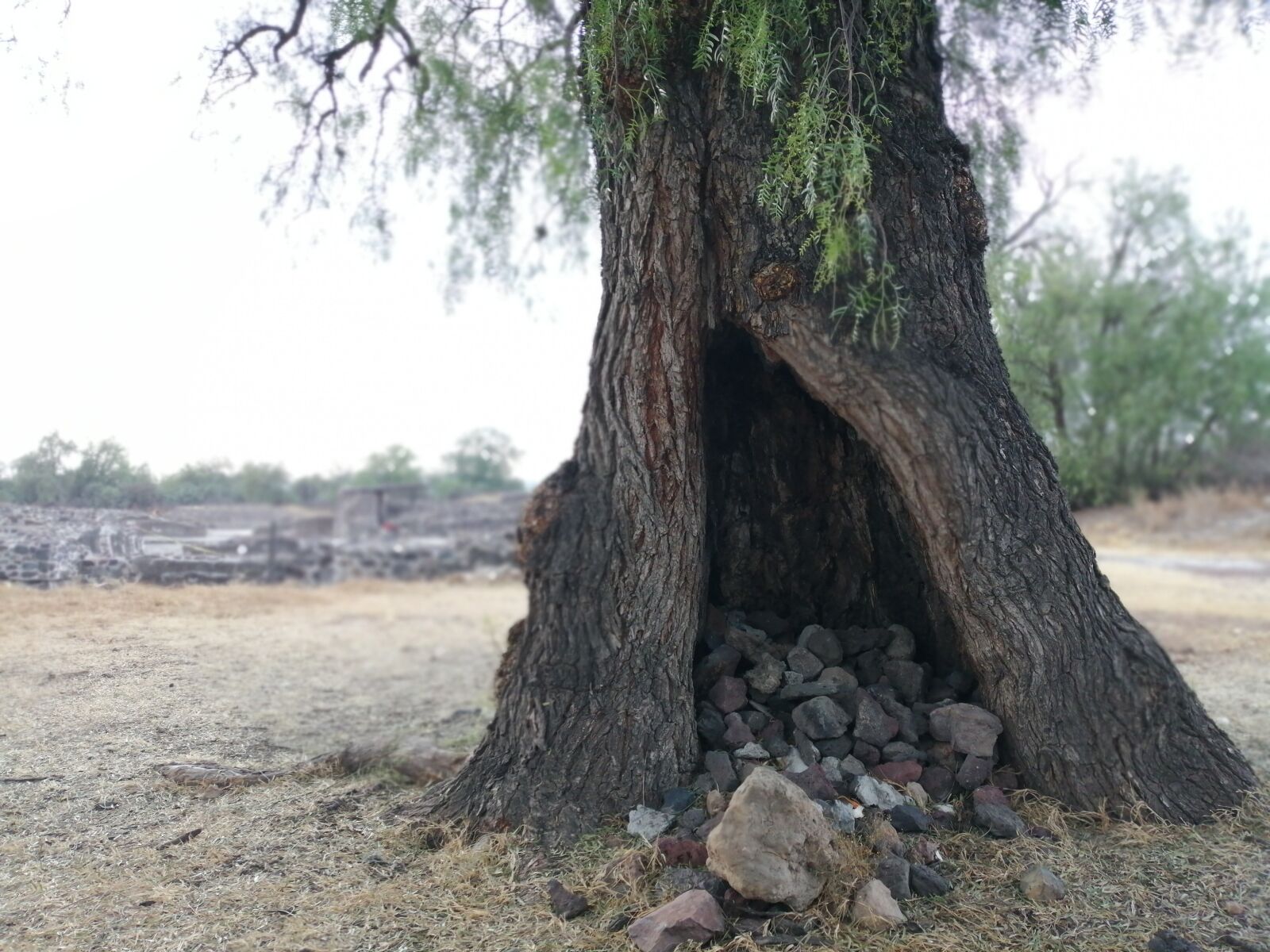 HUAWEI JKM-LX3 sample photo. árbol, teotihuacan, antiguo photography