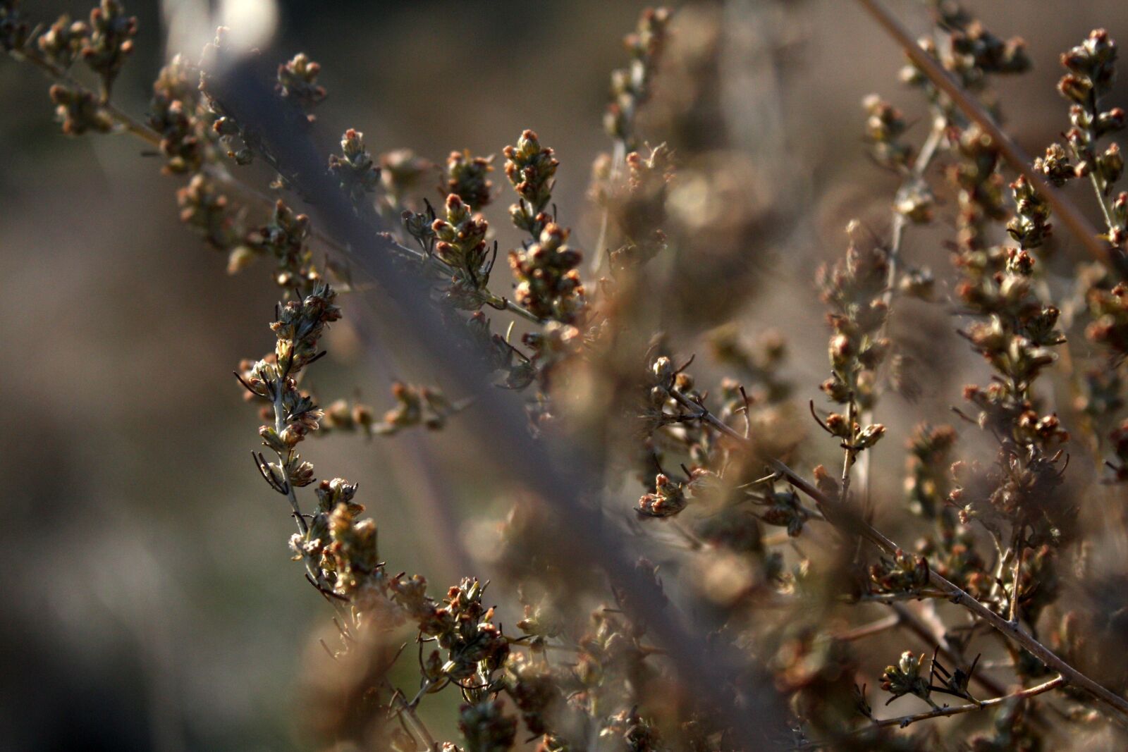Canon EOS 450D (EOS Rebel XSi / EOS Kiss X2) sample photo. Grass, macro, nature photography