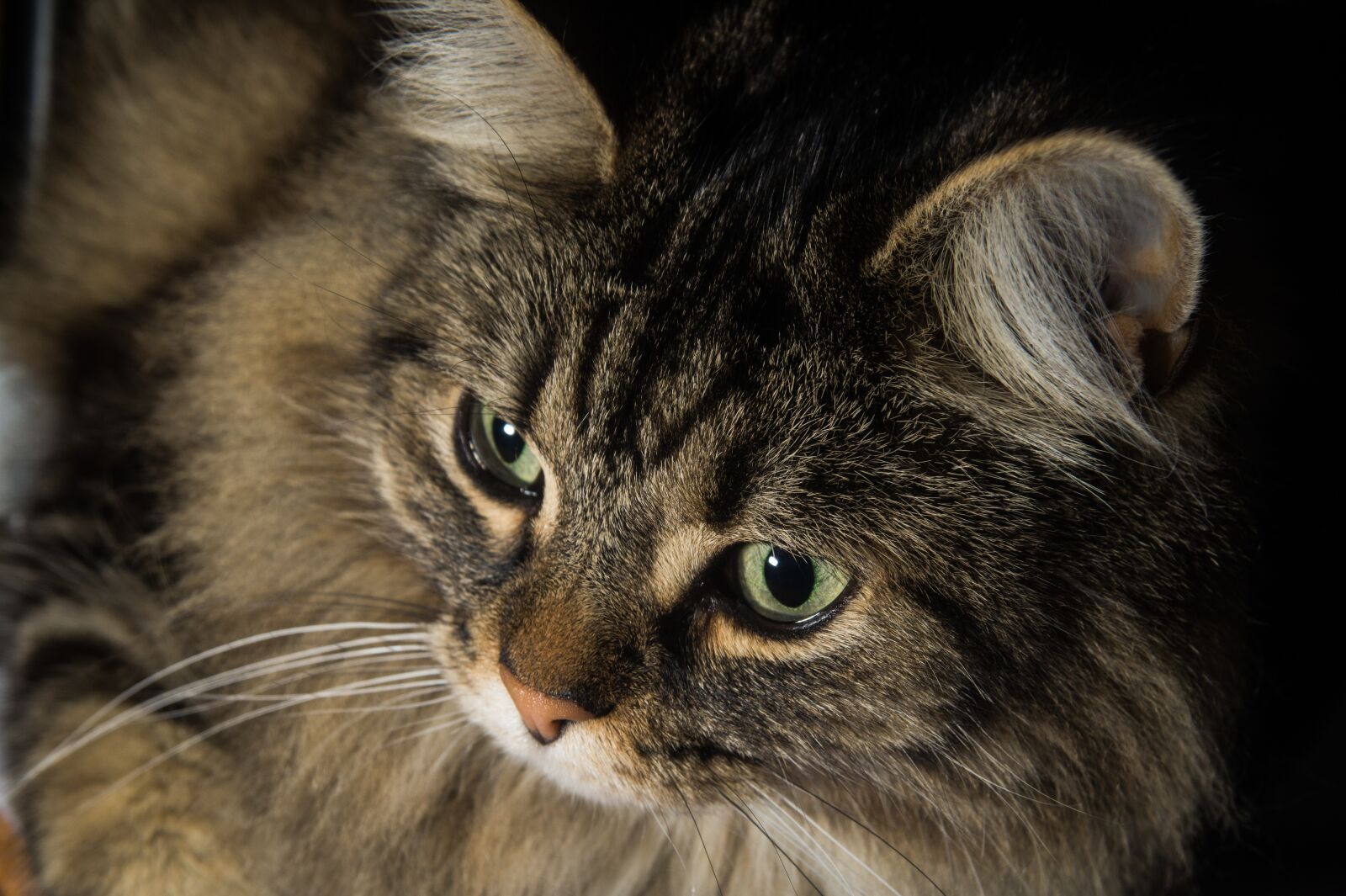 Sony DT 18-55mm F3.5-5.6 SAM II sample photo. Cat, norwegian forest cat photography