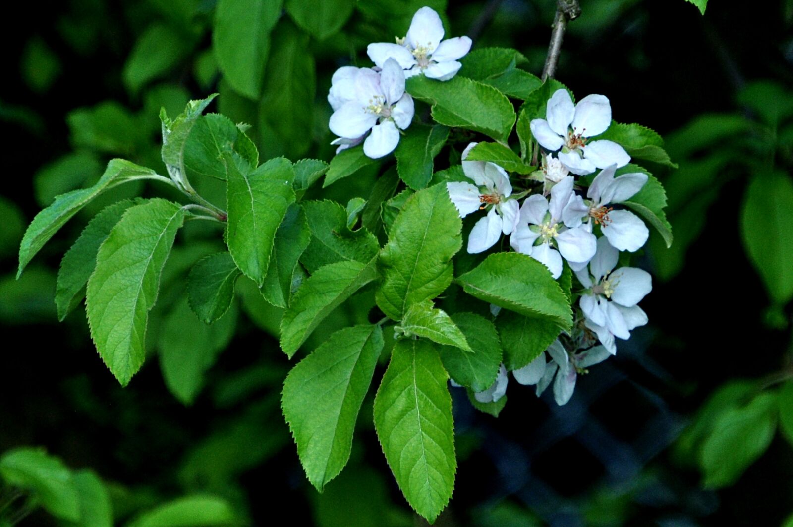 Nikon D5000 sample photo. Nature, macro, plum flower photography