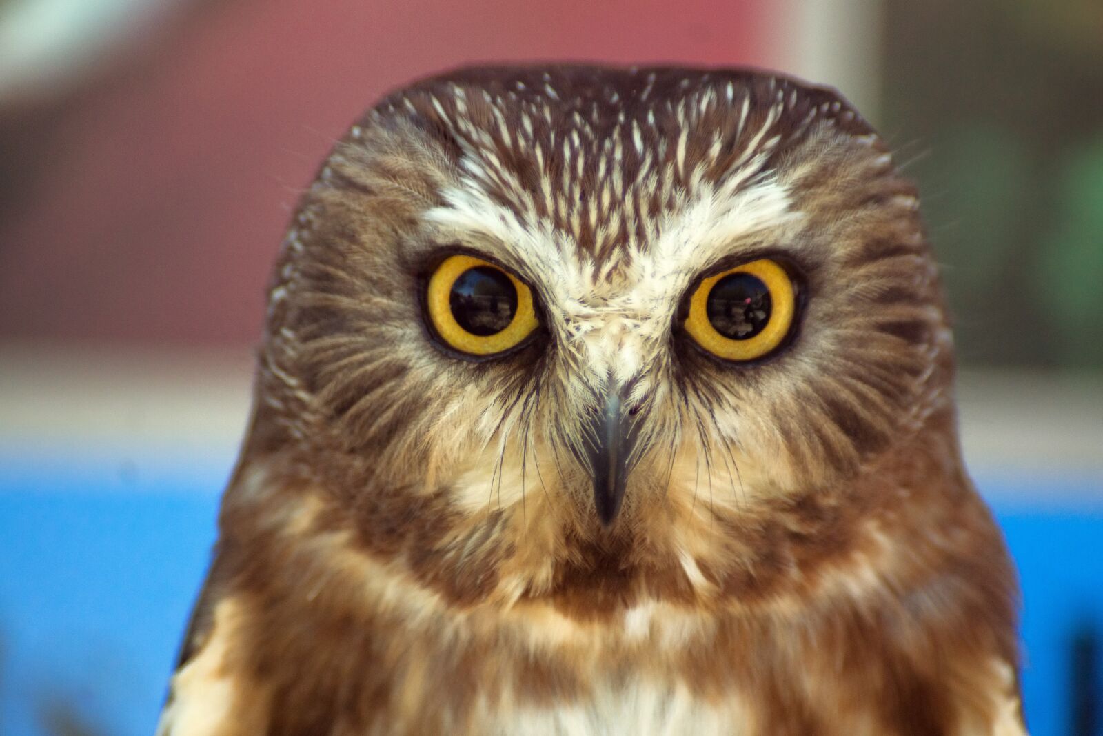 Sony SLT-A77 sample photo. Saw-whet owl, owl, bird photography