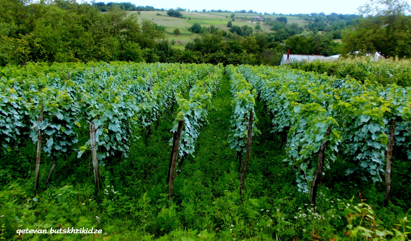 Nikon COOLPIX L25 sample photo. Green, nature, village, vineyard photography