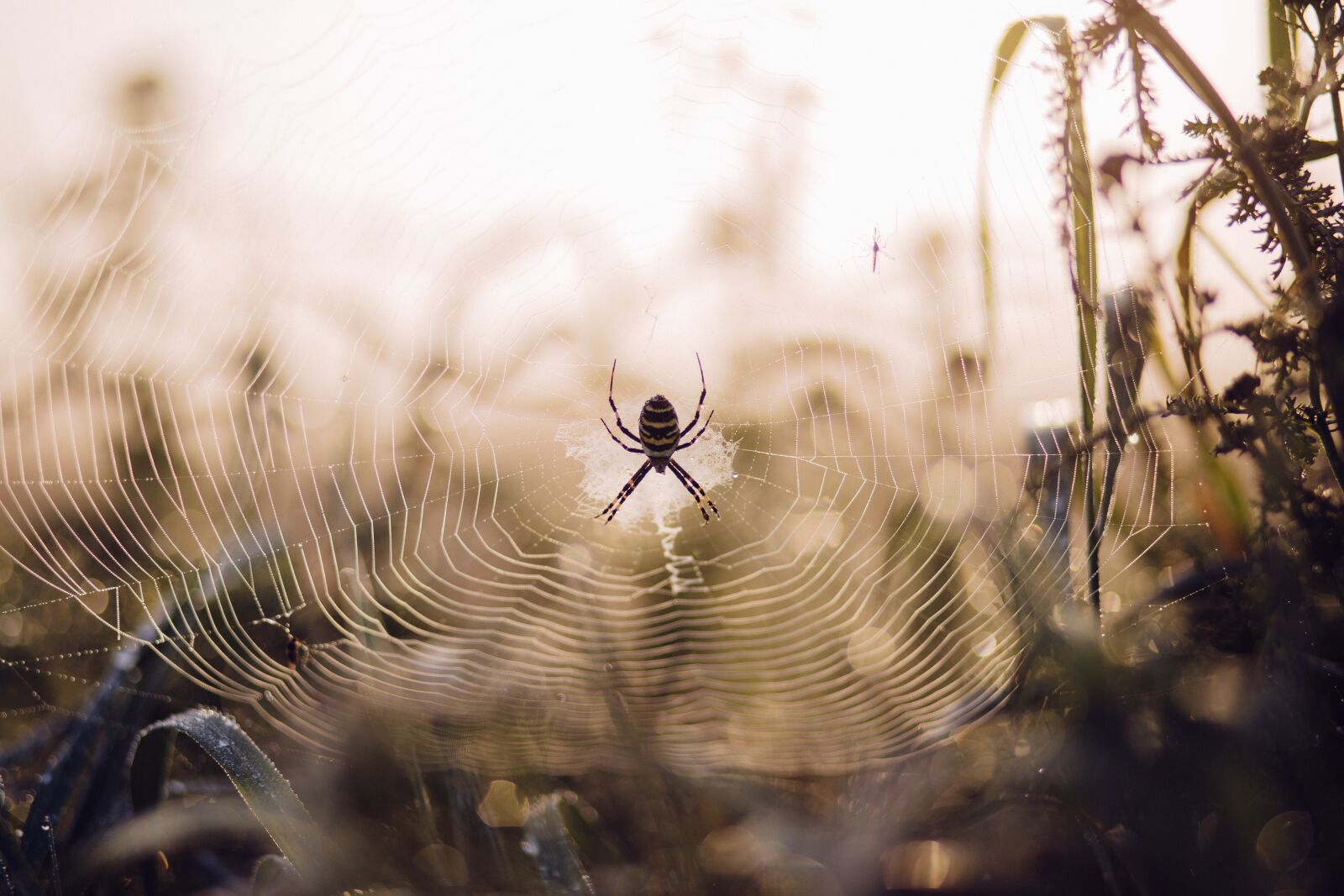 Canon EF 85mm F1.8 USM sample photo. Spider, web, insect photography