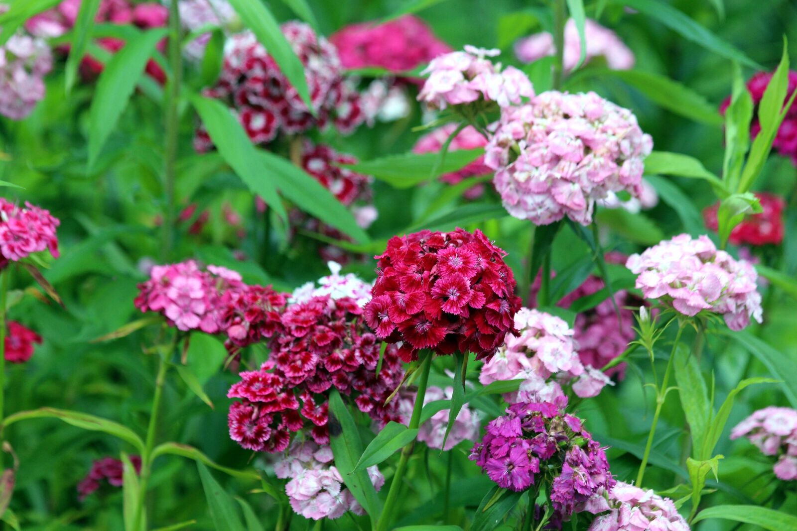 Canon EOS 650D (EOS Rebel T4i / EOS Kiss X6i) sample photo. Clove, flower, chinese carnation photography