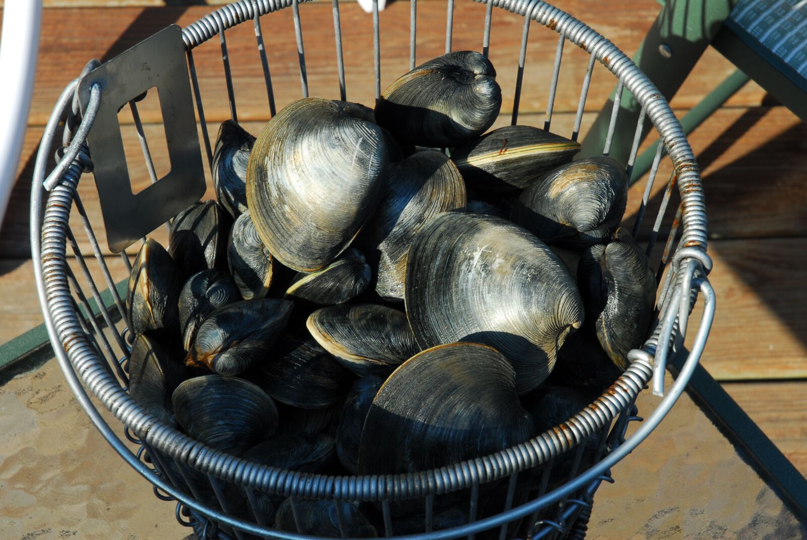 Nikon D200 sample photo. Clam, seafood, quahog photography