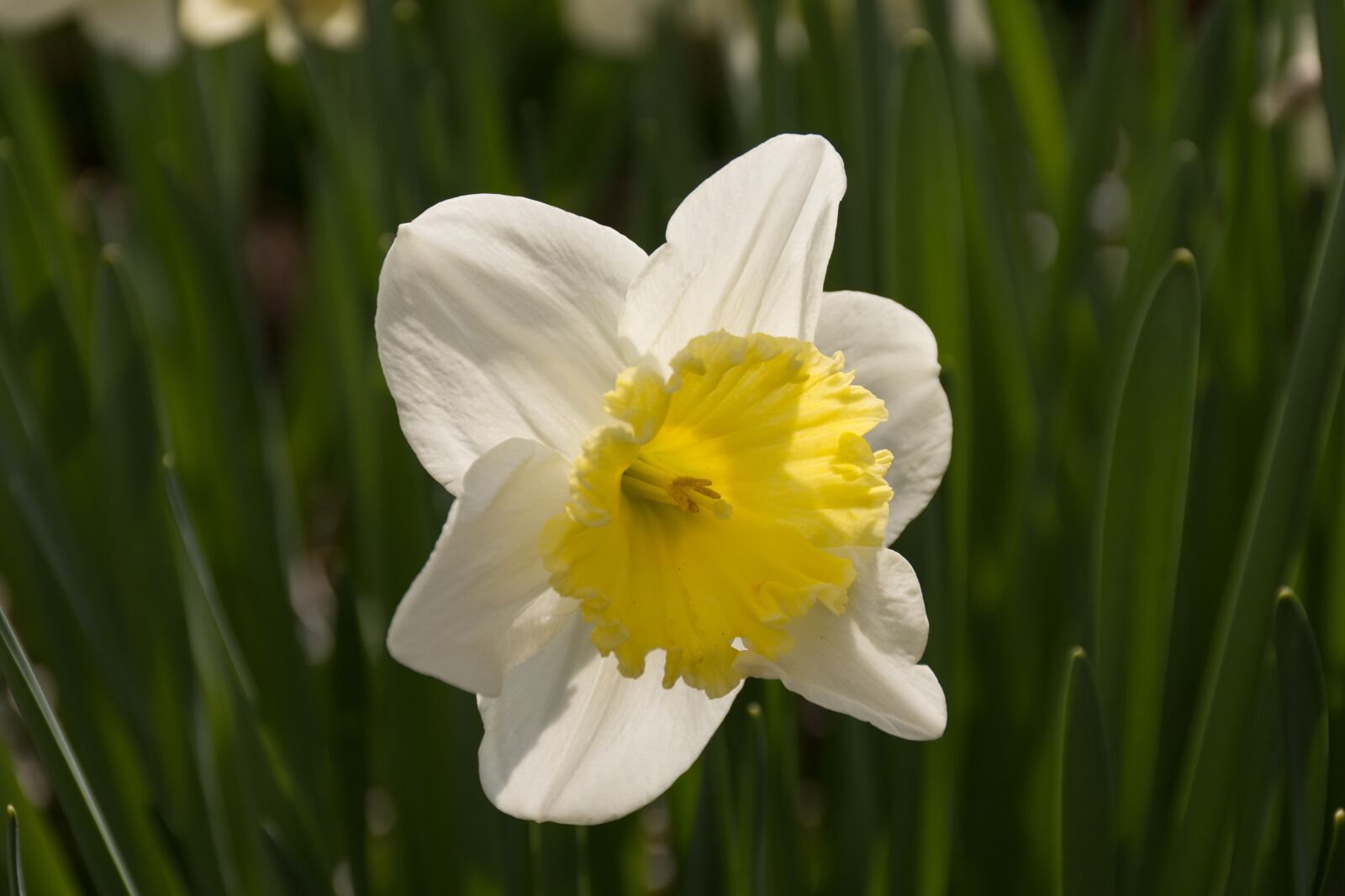Nikon D7200 sample photo. Daffodil, flower, easter photography
