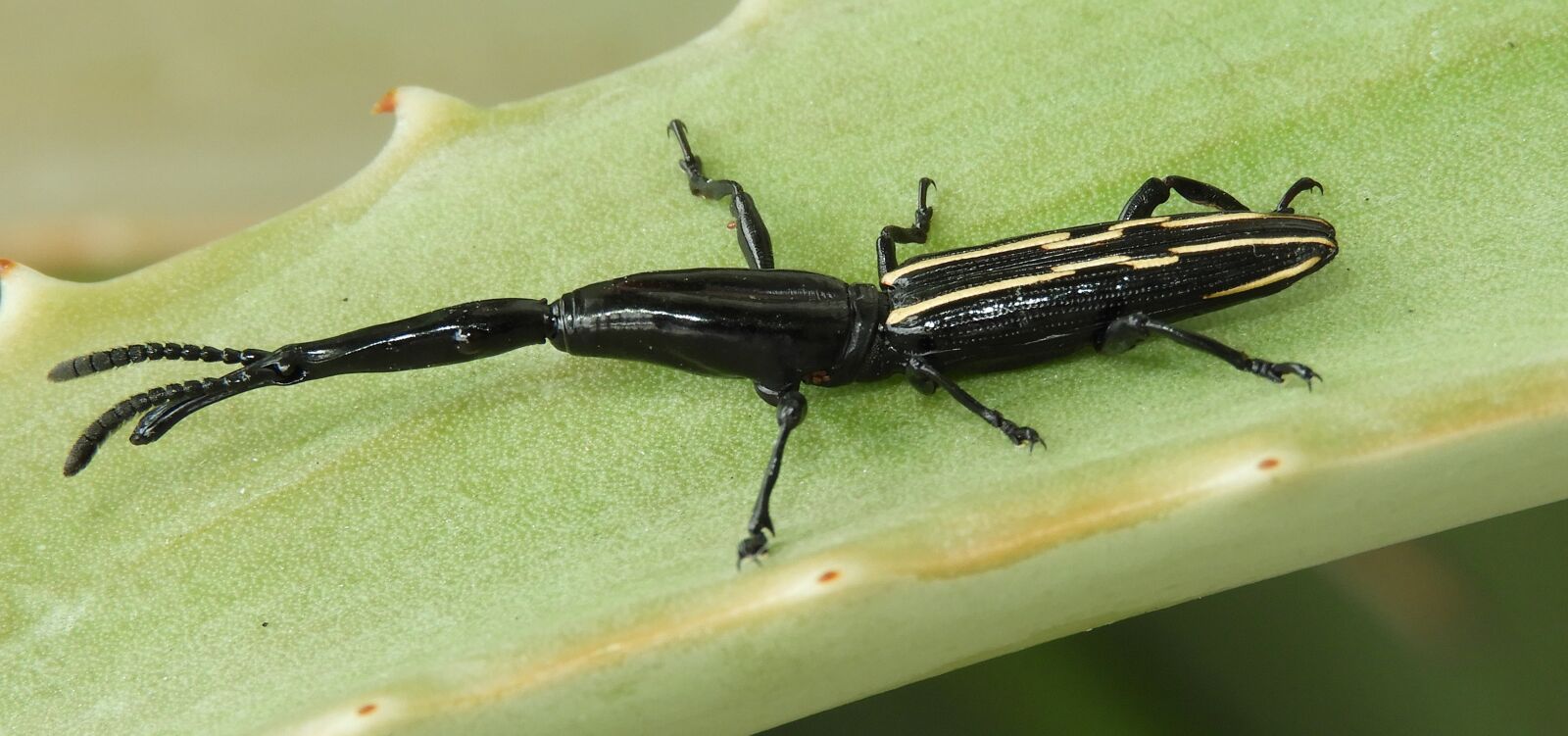 Nikon Coolpix B700 sample photo. Insect, invertebrate, nature photography