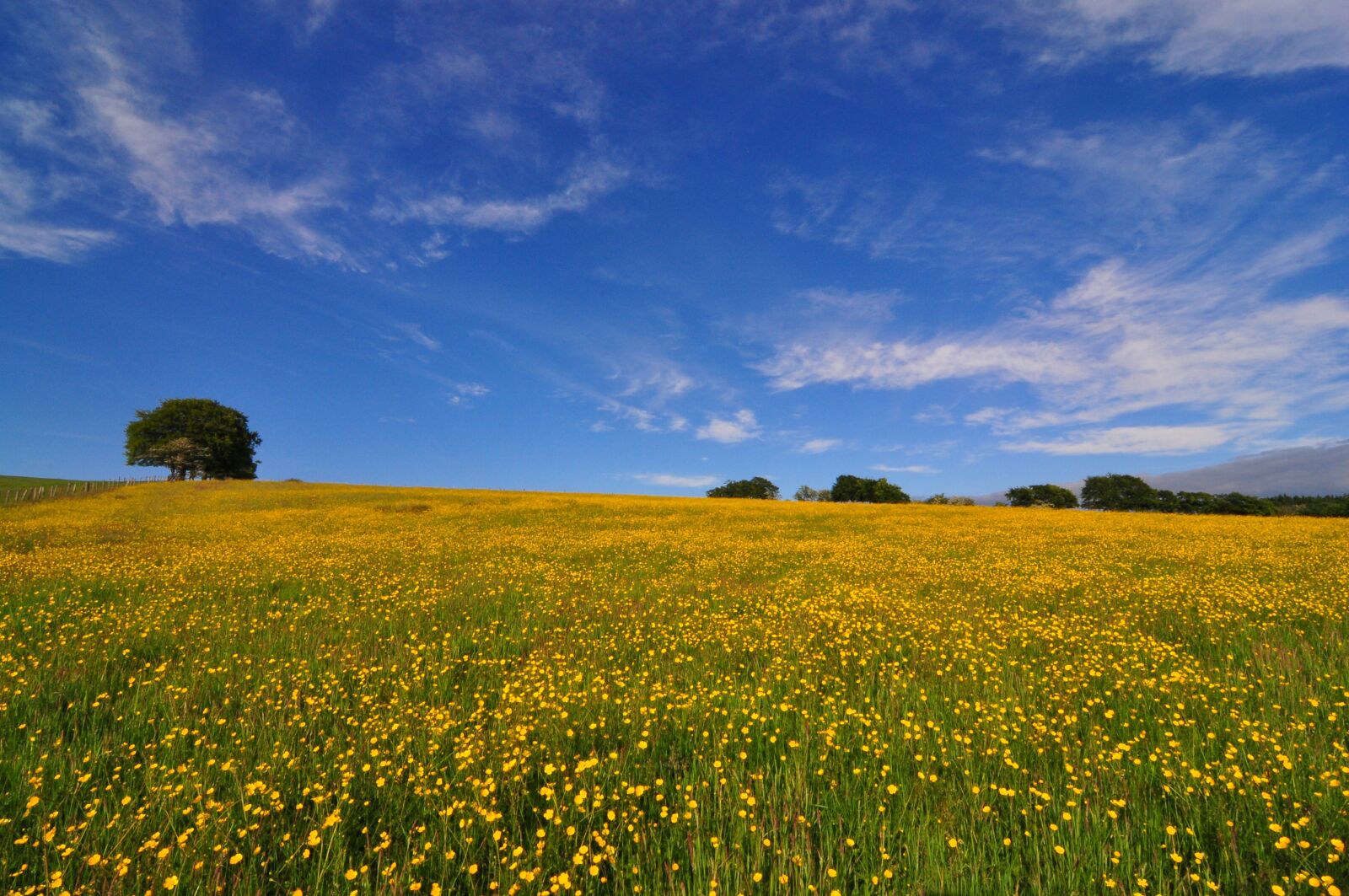 Nikon D90 sample photo. Buttercup, field, springtime photography