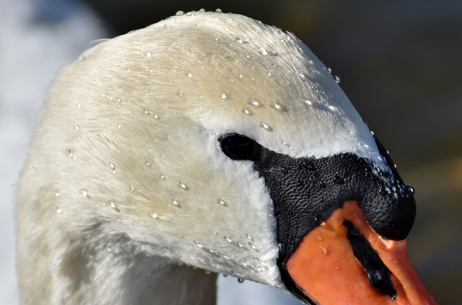Nikon D7200 sample photo. Swan, elegant, water bird photography