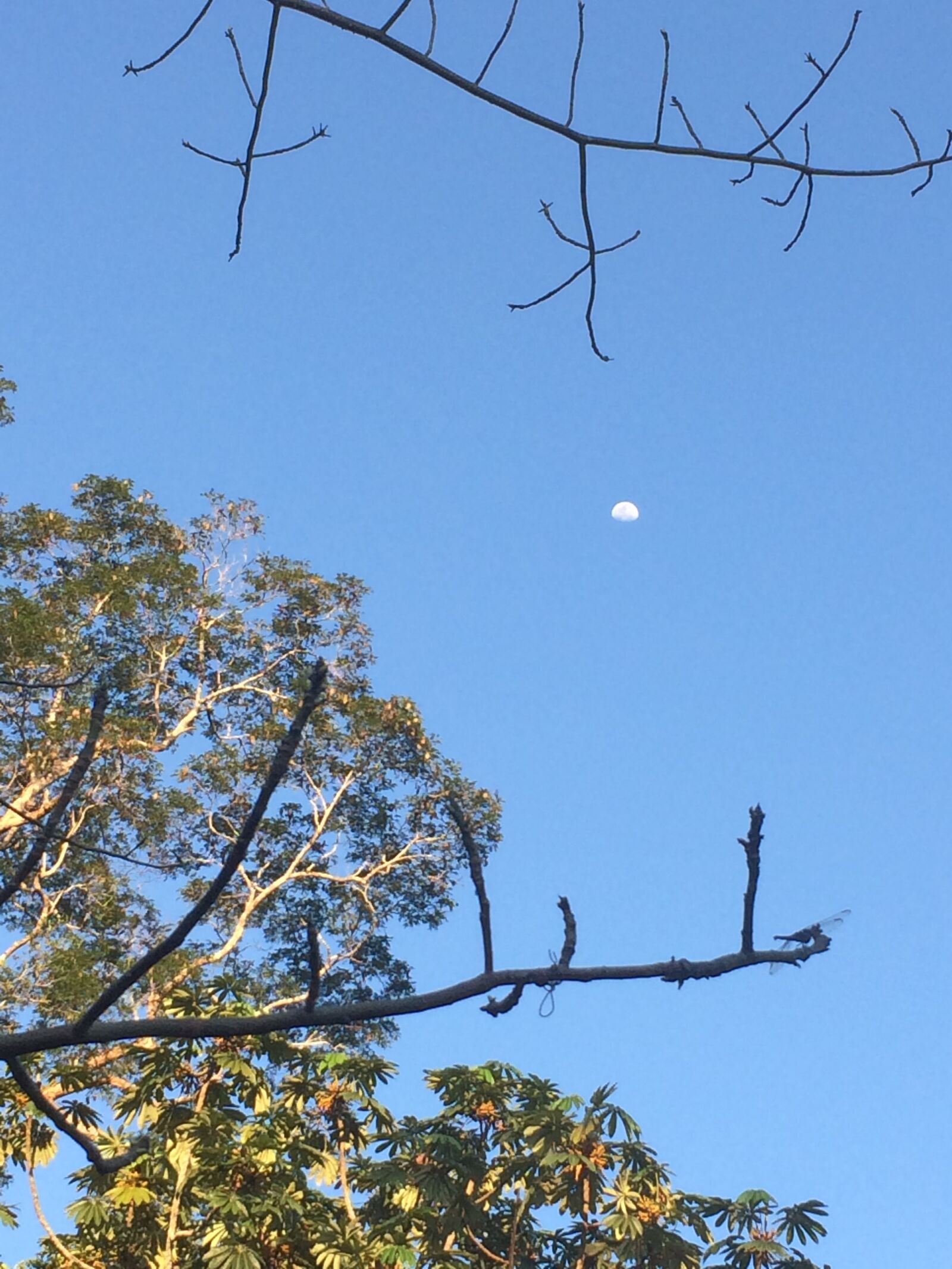 iPhone 5s back camera 4.15mm f/2.2 sample photo. Moon, sky, nature photography
