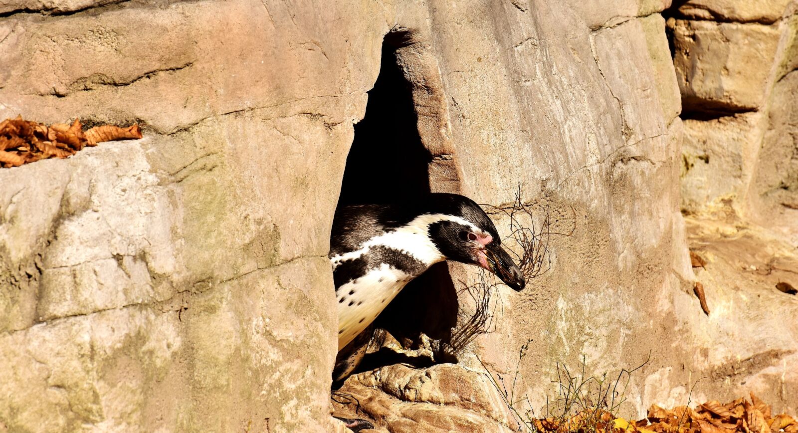 Nikon D7200 sample photo. Penguin, animal, animal world photography