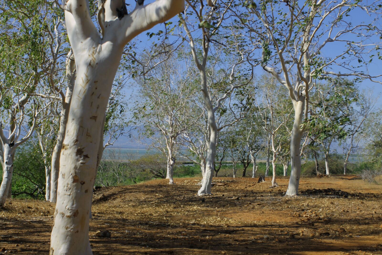 Canon EOS 1100D (EOS Rebel T3 / EOS Kiss X50) sample photo. The tree, the sky photography