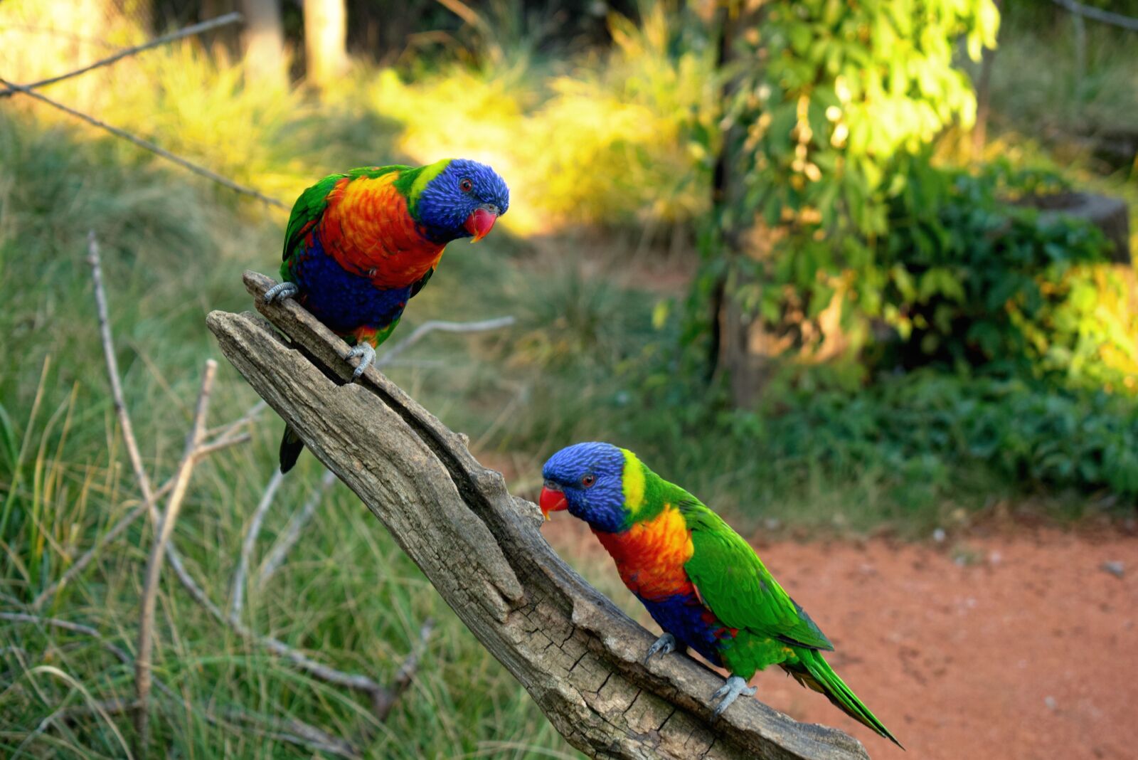Nikon D3300 sample photo. Nature, bird, wildlife photography