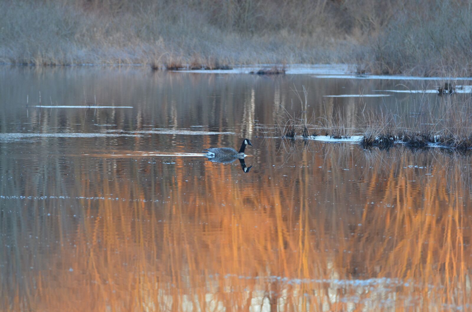 Nikon D7000 sample photo. Goose, geese, sunset photography