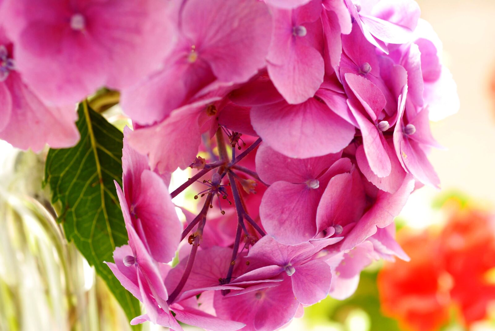Nikon D200 sample photo. Nature, plant, flower photography