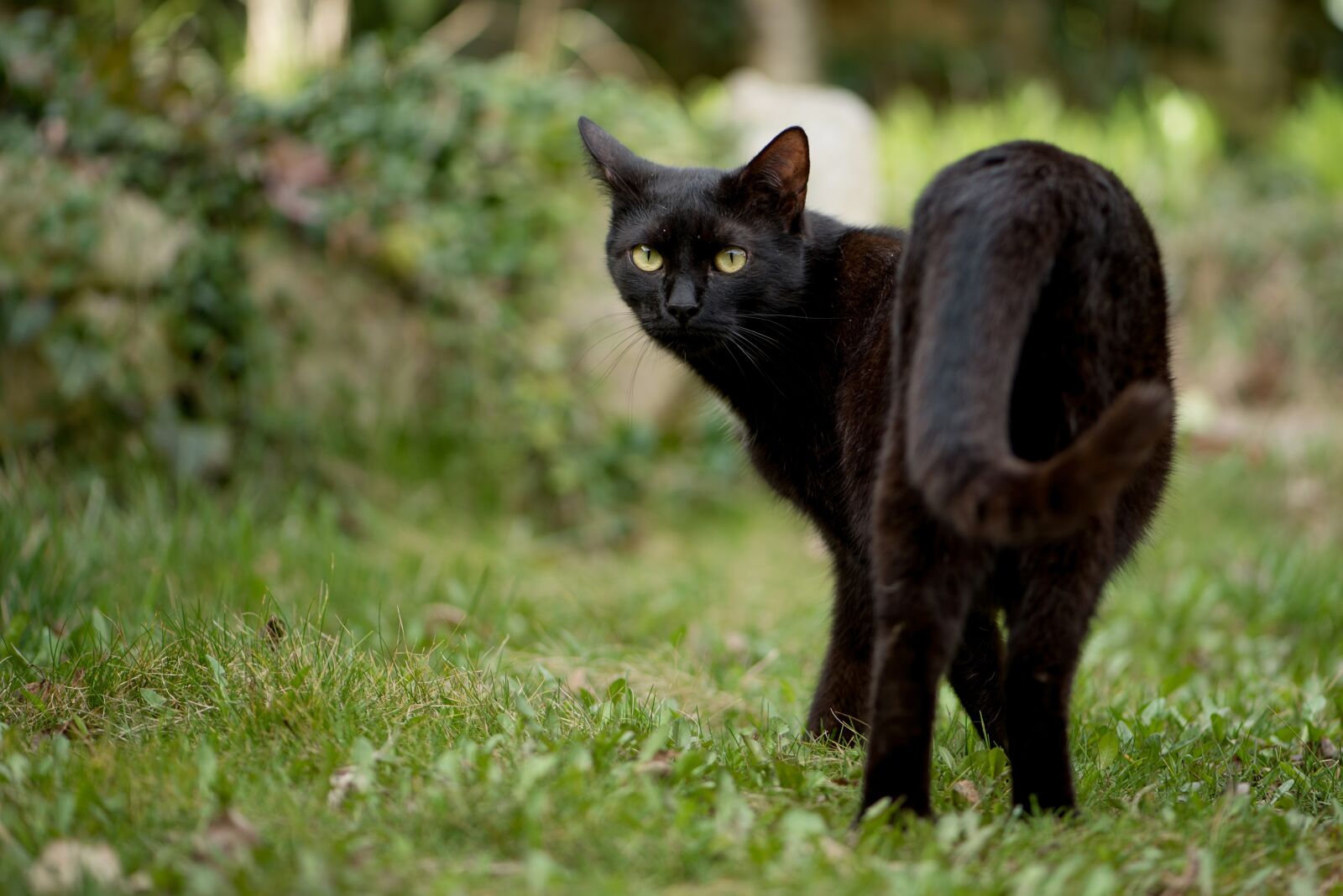 Nikon D750 sample photo. Kitten, cat, black cat photography