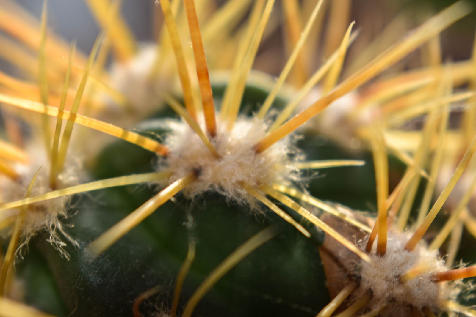 Nikon D3500 sample photo. Cactus, plant, closeup photography