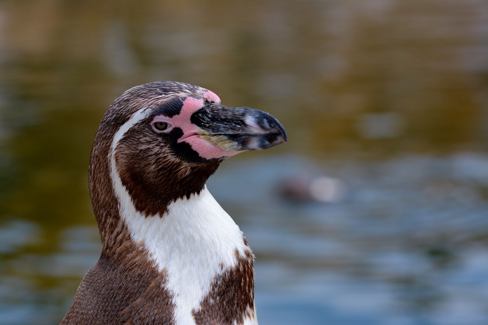 Nikon D5200 sample photo. Penguin, zoo, animal world photography