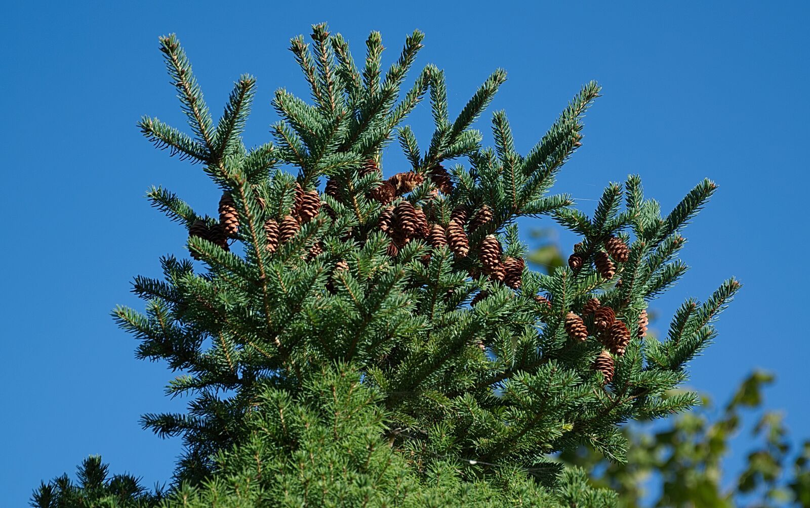 Nikon D3300 sample photo. Pine cones, conifer, nature photography