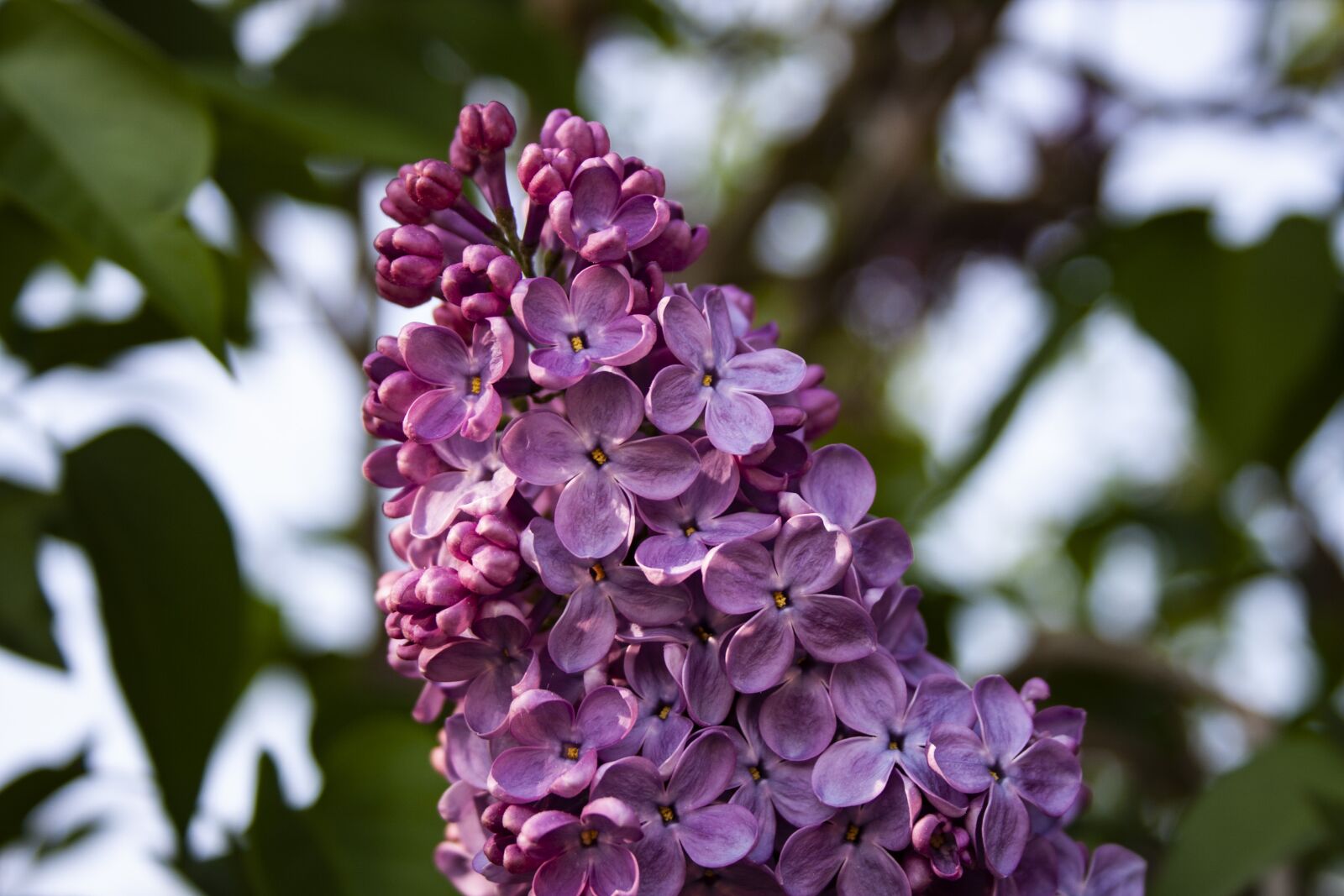 Canon EOS 40D + Canon EF-S 18-55mm F3.5-5.6 II sample photo. Lilac, close up, plant photography