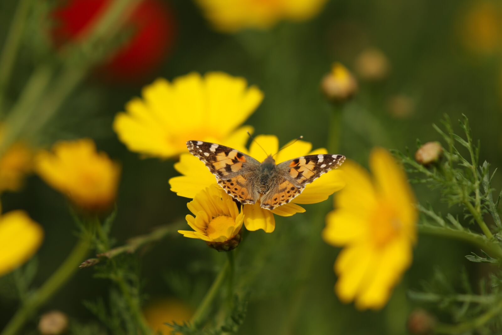 Canon EOS 7D Mark II sample photo. Insect, butterfly, vanessa photography