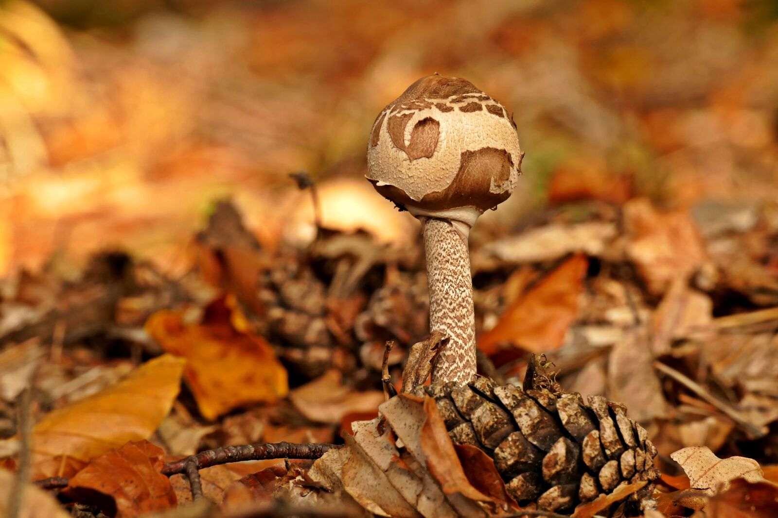 Panasonic Lumix DMC-FZ1000 sample photo. Mushroom, forest, leaves photography