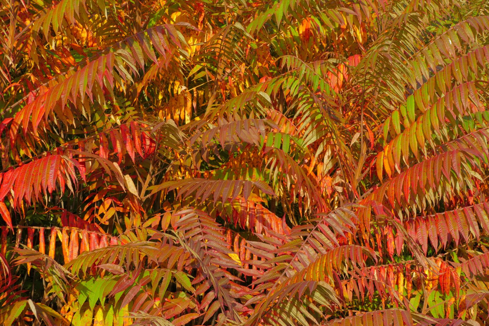 Panasonic Lumix DMC-FZ1000 sample photo. Foliage, tree, color photography