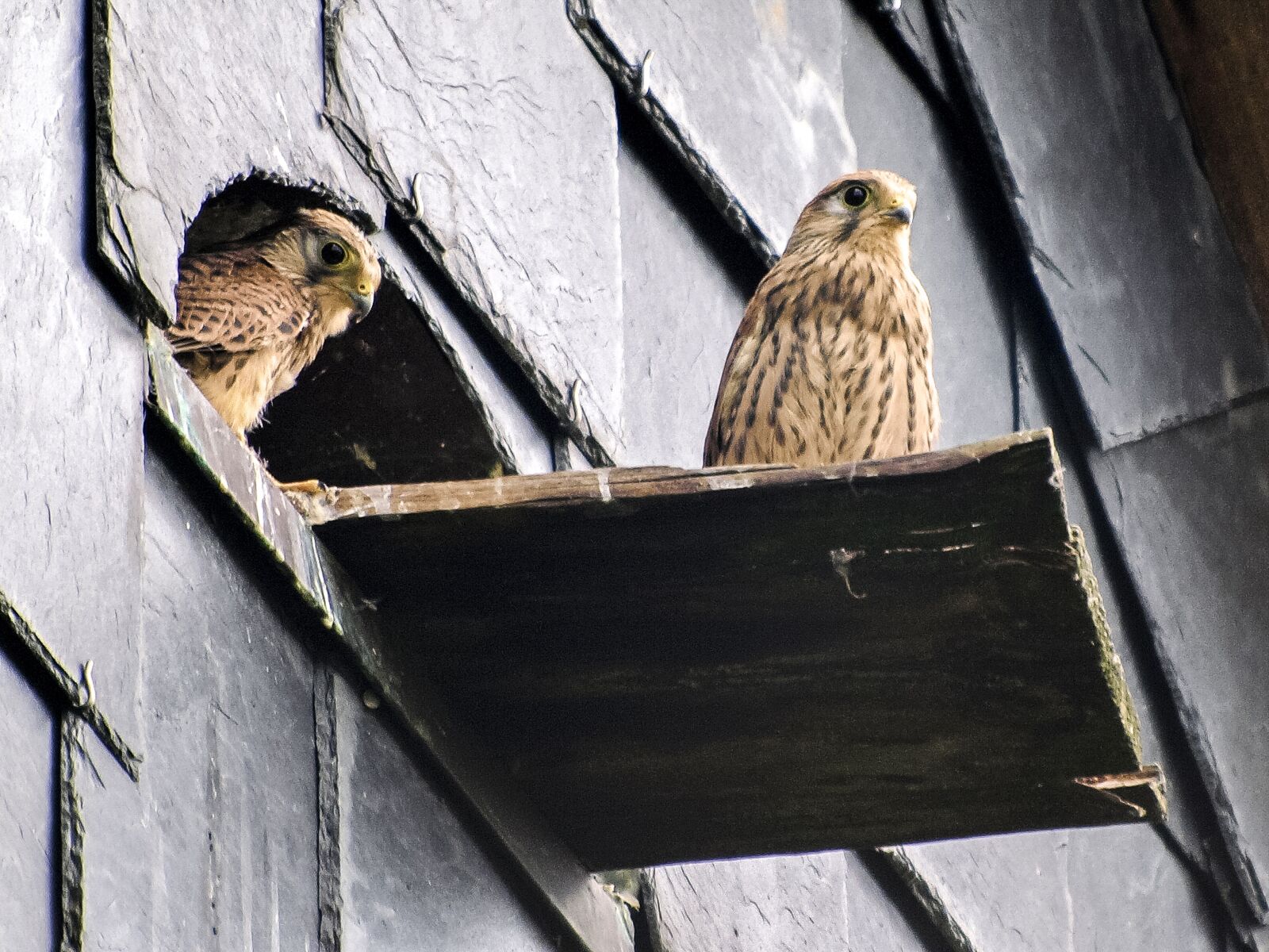 Olympus E-3 sample photo. Kestrel, falcon, bird photography