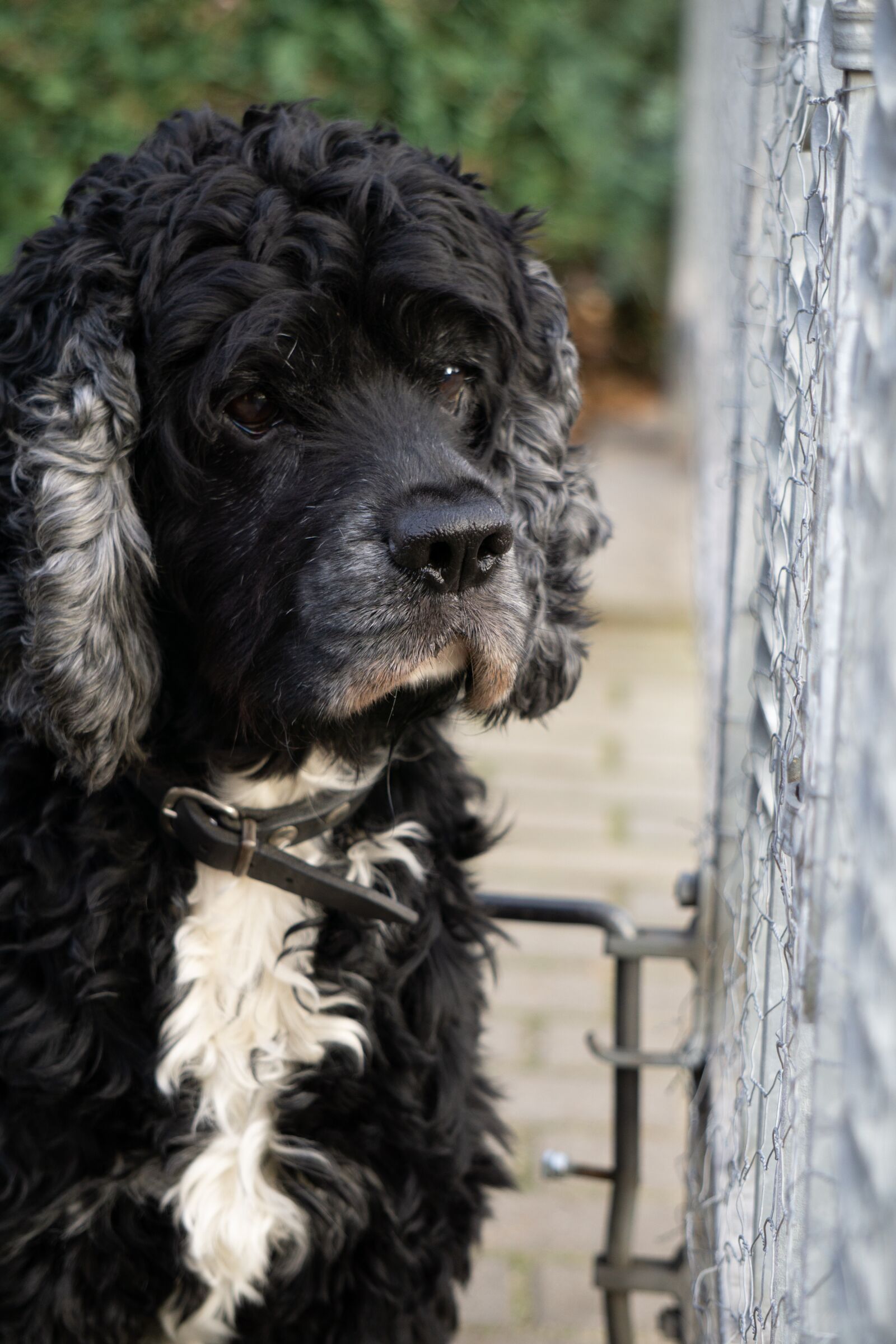 Sony E 55-210mm F4.5-6.3 OSS sample photo. Dog, cute, puppy photography