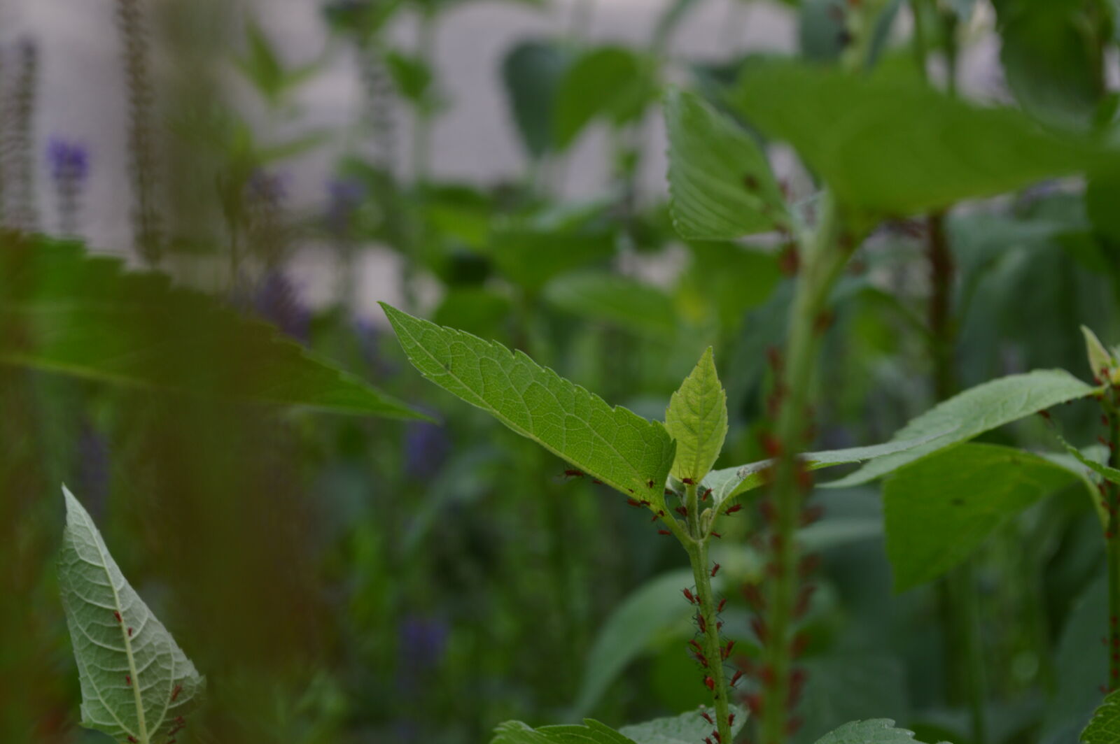 Nikon D3200 sample photo. Blurred, background, bug, bugs photography