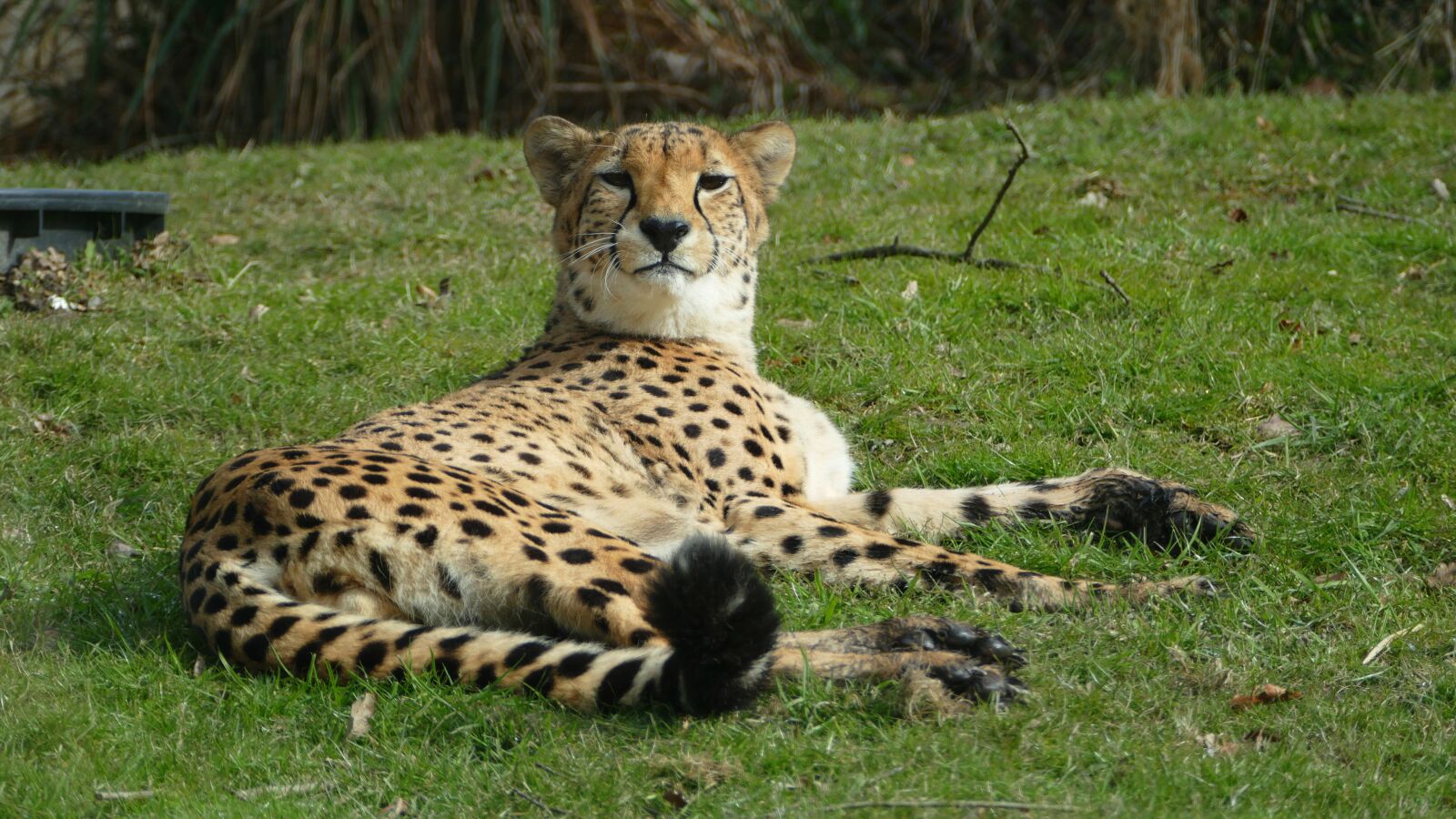 Panasonic Lumix DMC-FZ1000 sample photo. Wildlife, mammals, nature photography