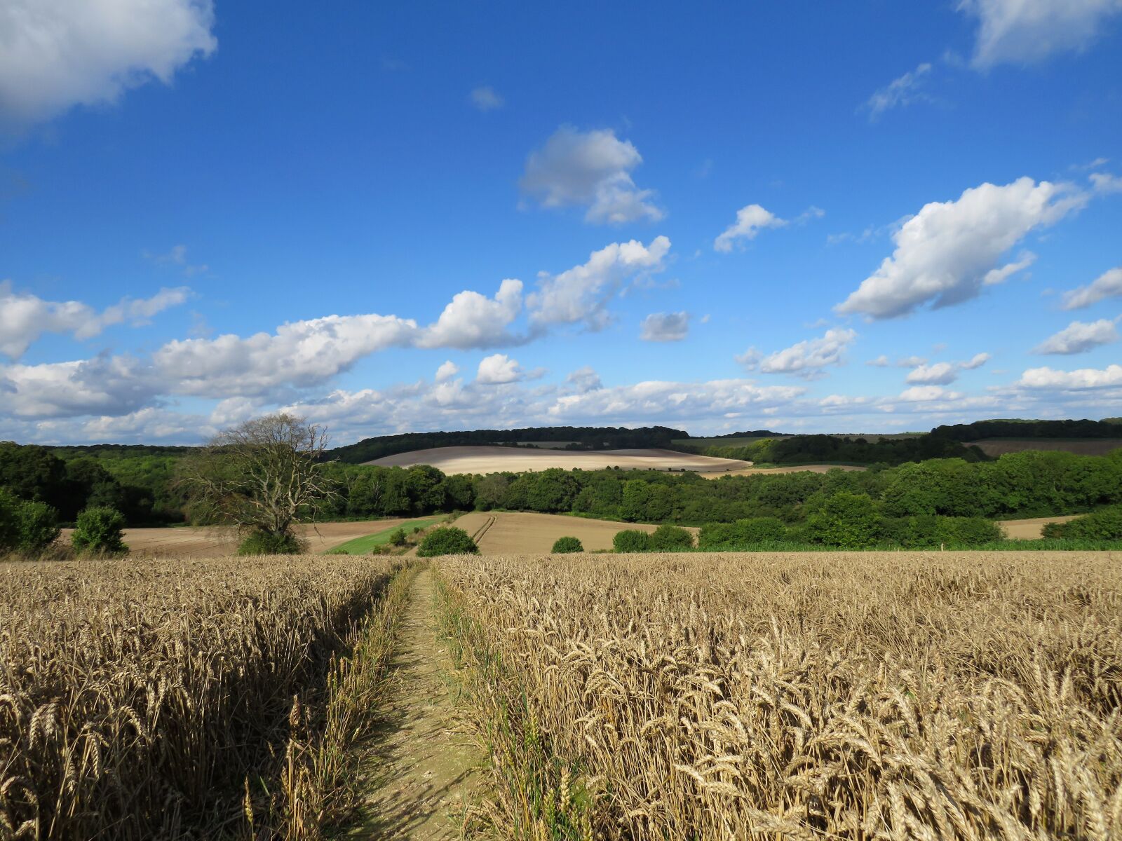 Село пшеничное. Сельское поле. Поле пшеницы. Сельскохозяйственная местность. Родина пшеницы.