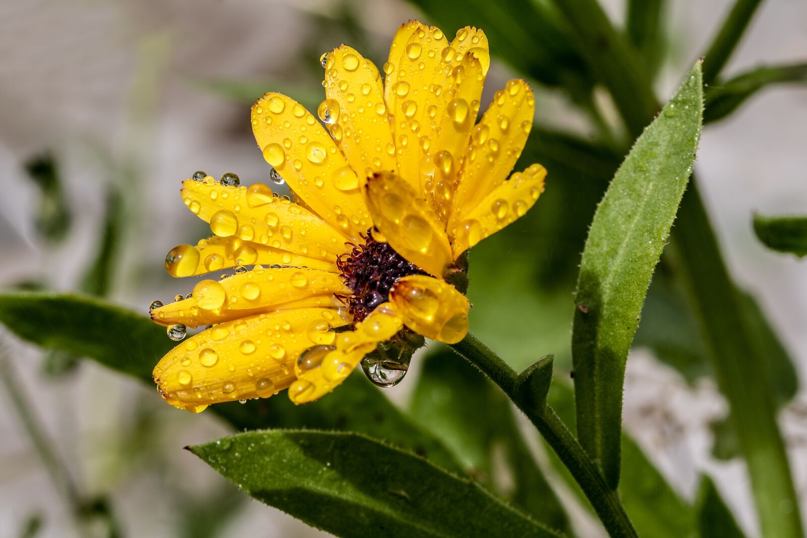 Canon EOS 750D (EOS Rebel T6i / EOS Kiss X8i) sample photo. Marigold, raindrop, calendula photography