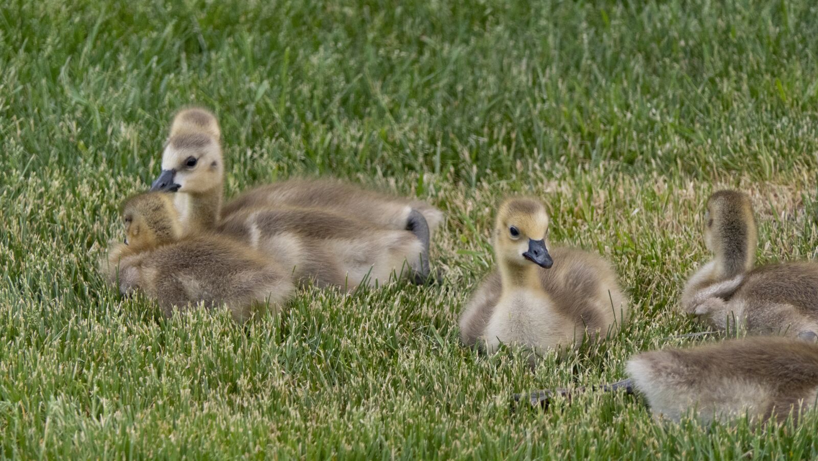 Panasonic Lumix DMC-FZ2500 (Lumix DMC-FZ2000) sample photo. Baby geese, goslings, nature photography