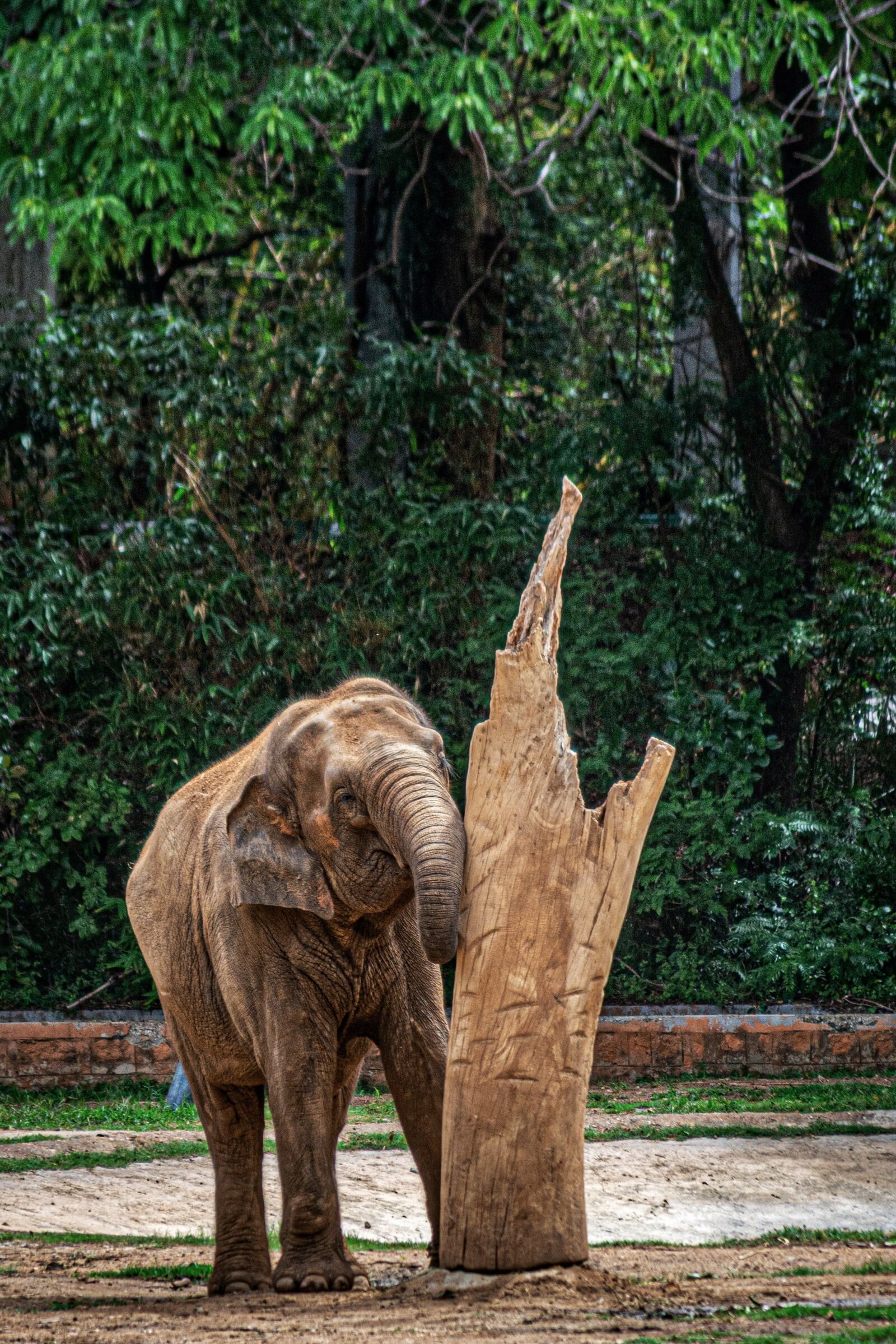 Nikon D5200 sample photo. Elephant, itch, tree photography