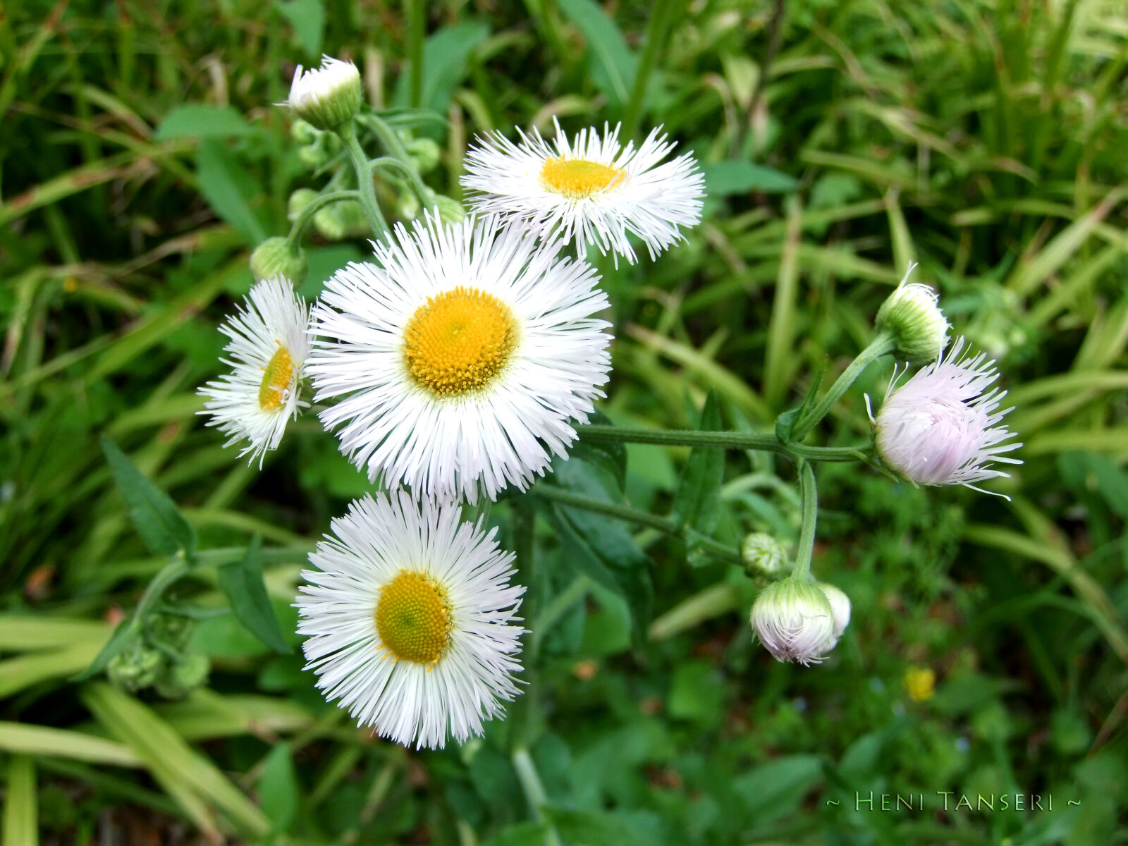 FujiFilm FinePix F70EXR (FinePix F75EXR) sample photo. Flowers photography