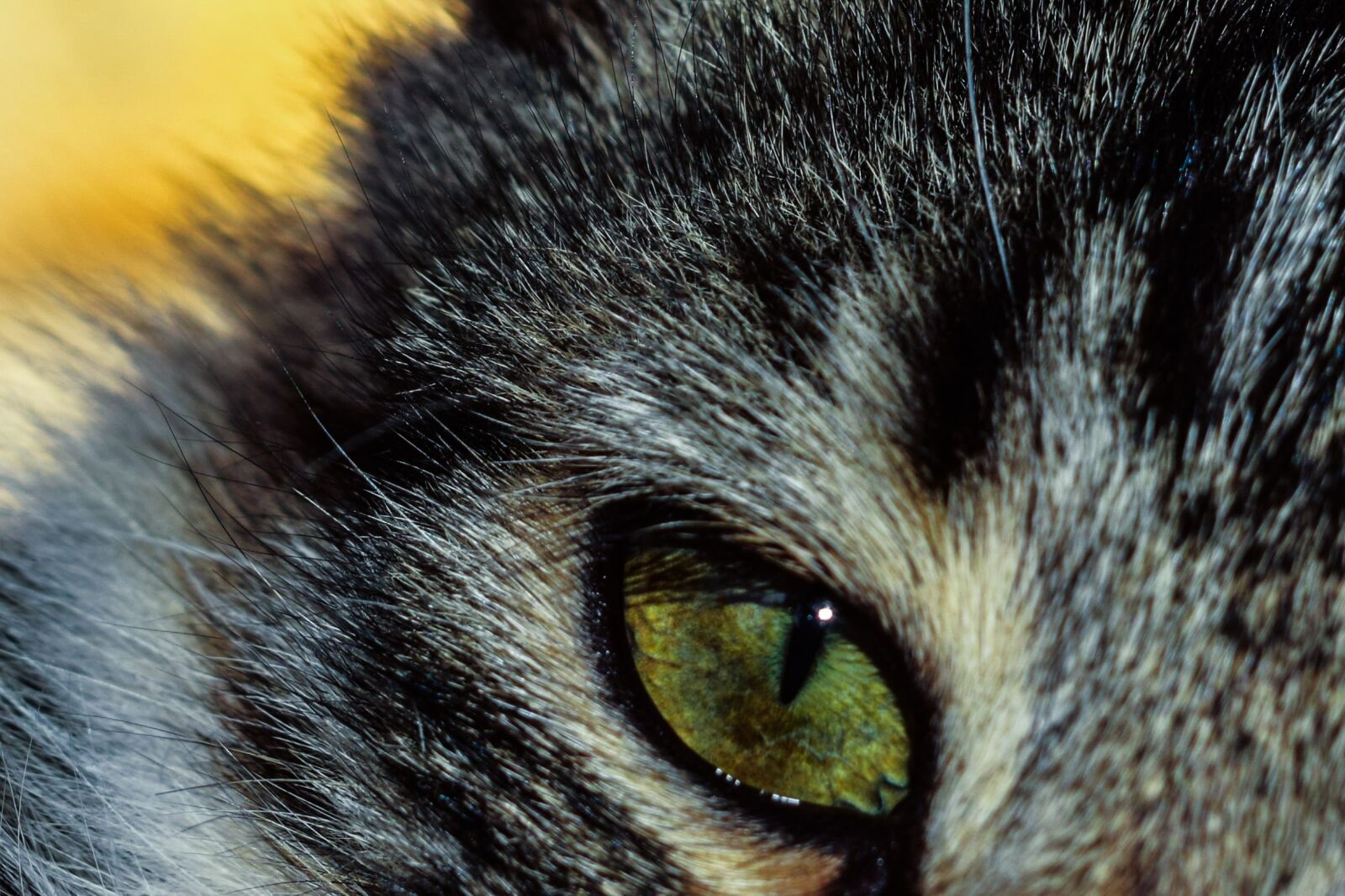 Nikon D3300 sample photo. Eye, cat, look photography