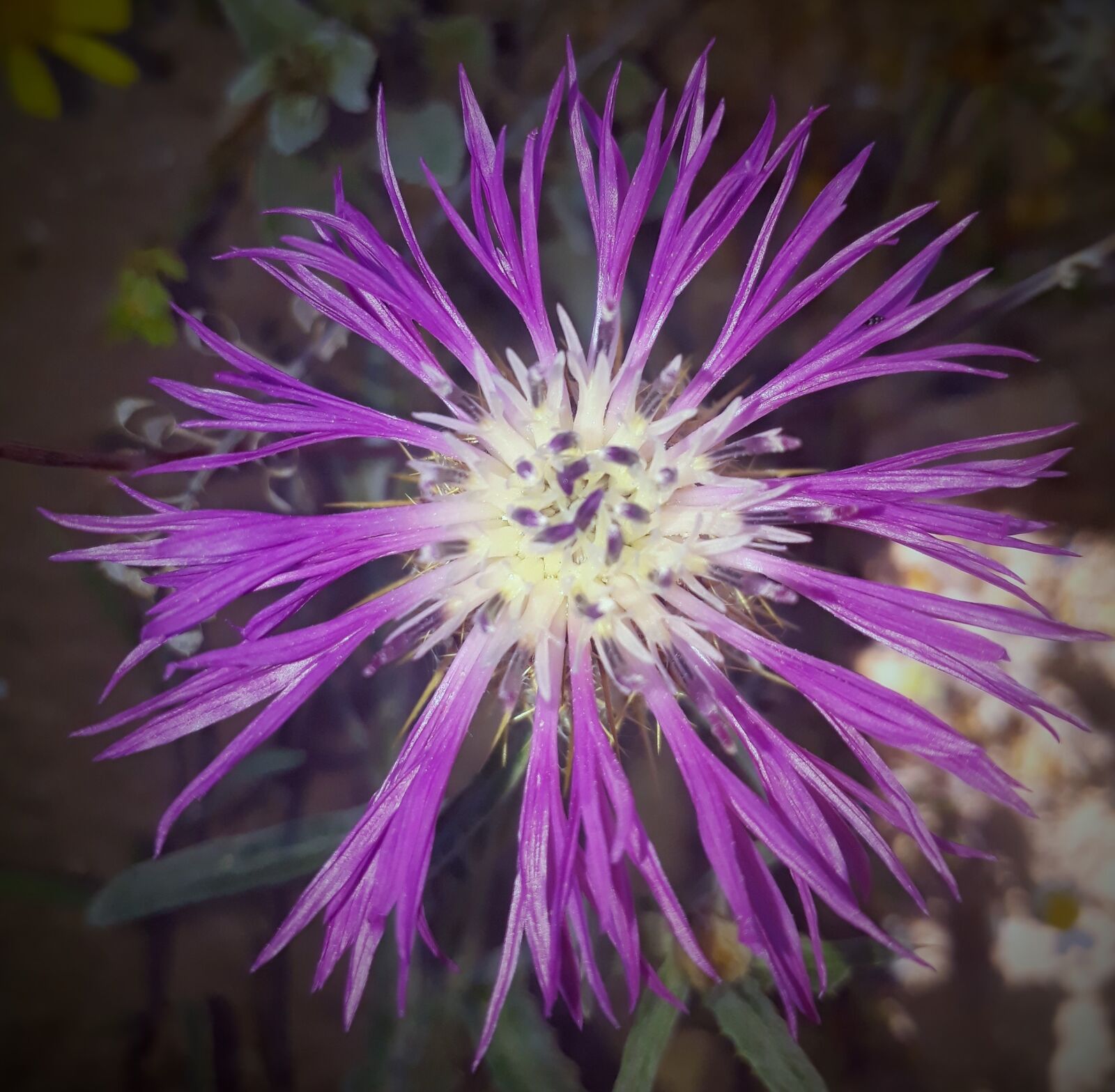 Samsung Galaxy J5 Prime sample photo. Flower, nature, plant photography