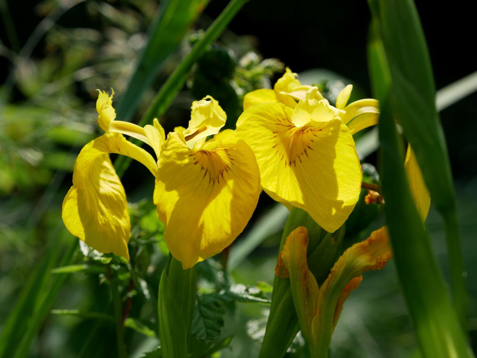 Panasonic Lumix DMC-GX85 (Lumix DMC-GX80 / Lumix DMC-GX7 Mark II) sample photo. Swamp iris, yellow, water-the photography