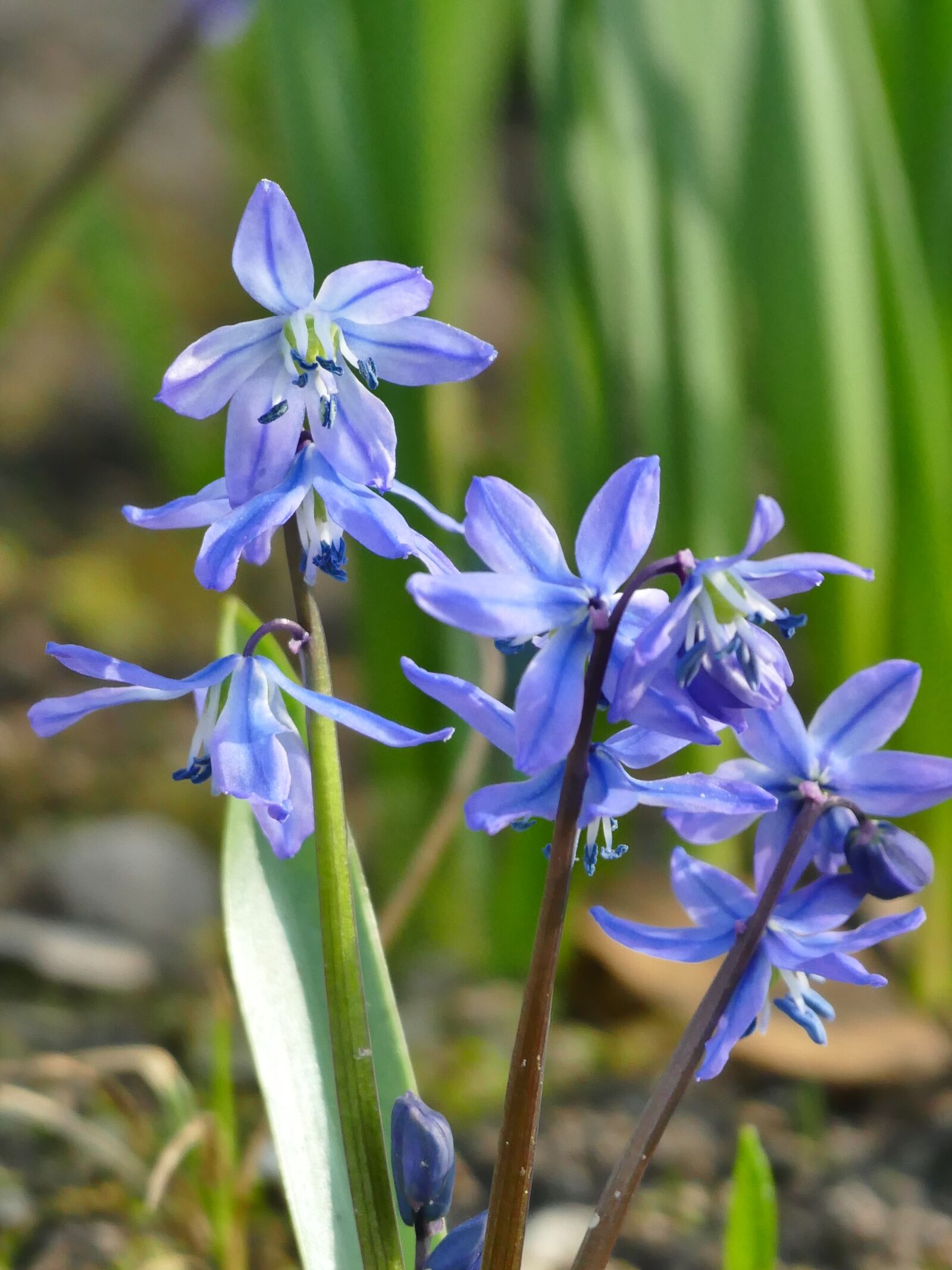 Panasonic Lumix DMC-FZ1000 sample photo. Spring, blue star, blue photography