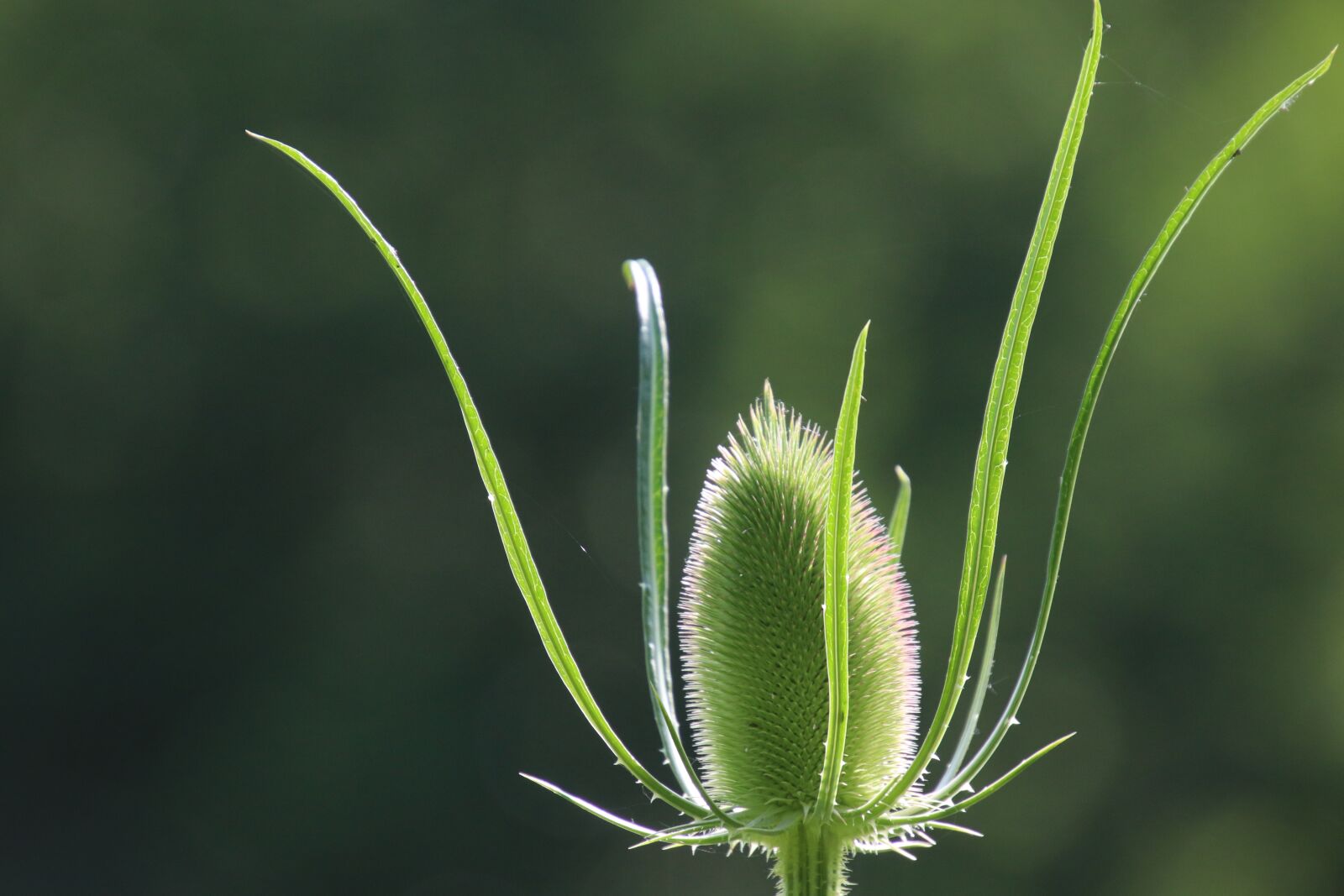 Canon EOS 800D (EOS Rebel T7i / EOS Kiss X9i) sample photo. Thistle, plants, horticulture photography