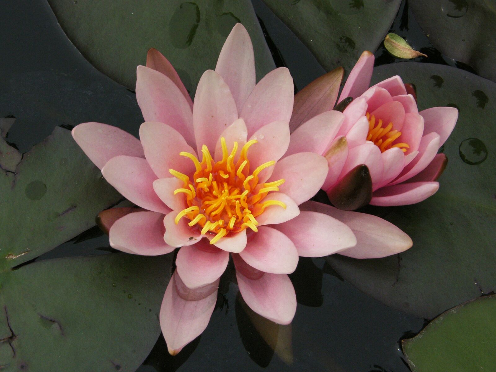 Samsung Pro 815 sample photo. Flower, plant, blossom photography