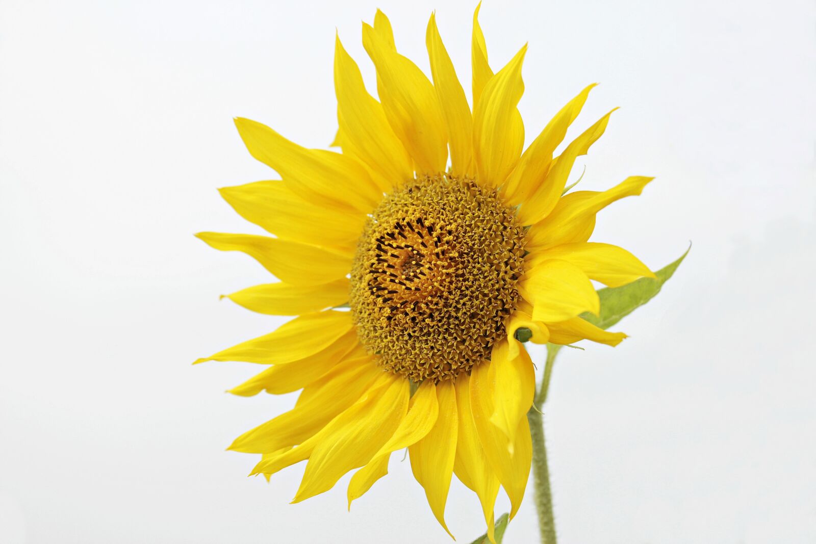 Canon EOS 100D (EOS Rebel SL1 / EOS Kiss X7) sample photo. Sunflower, helianthus, flower photography