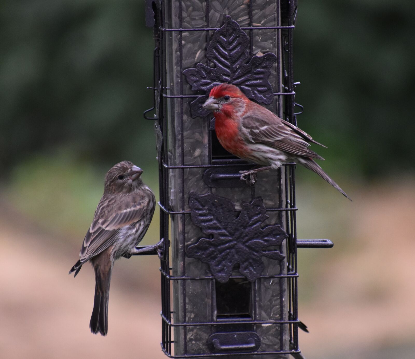 Nikon D5500 sample photo. Sparrows, birds, bird feeder photography
