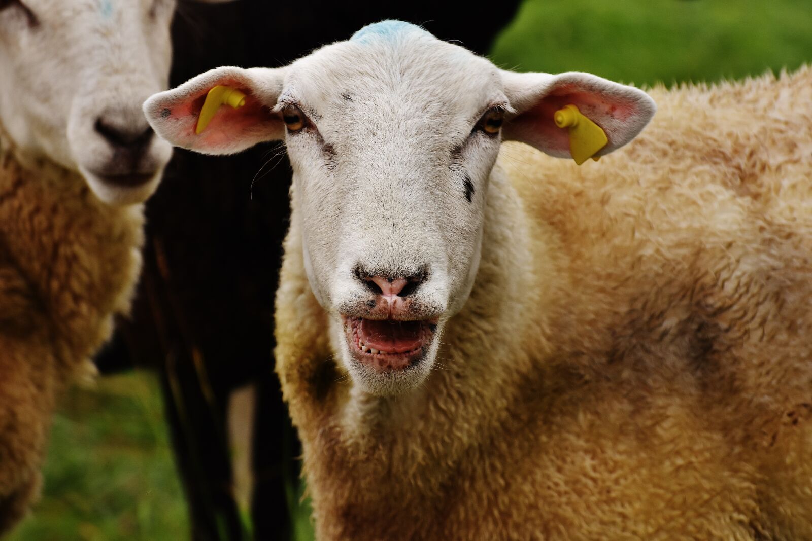 Nikon D7200 sample photo. Sheep, animal, meadow photography