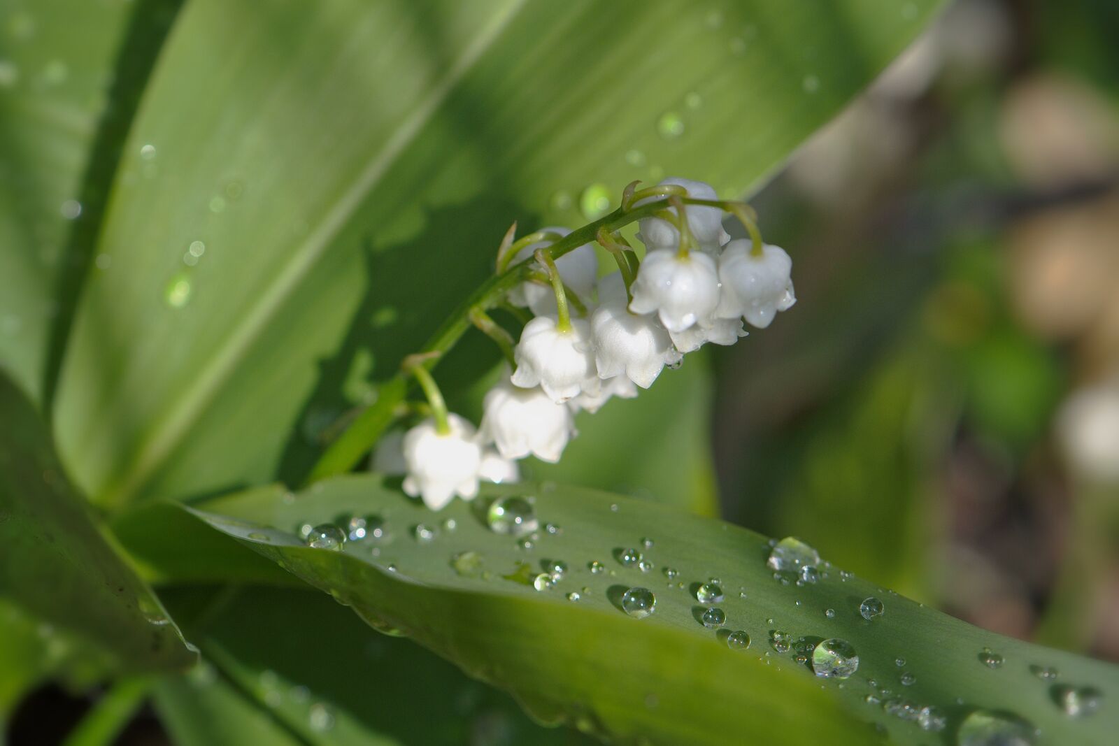 Nikon D5600 sample photo. Lily of the valley photography